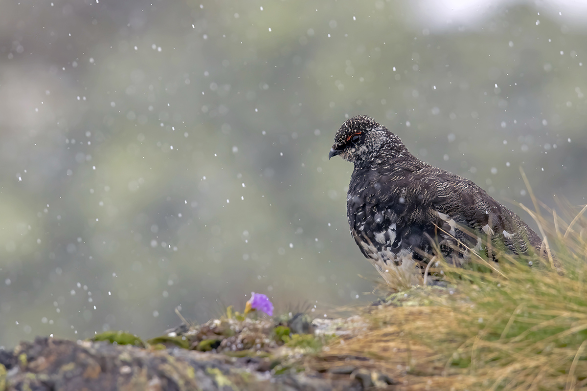 Spring white partridge