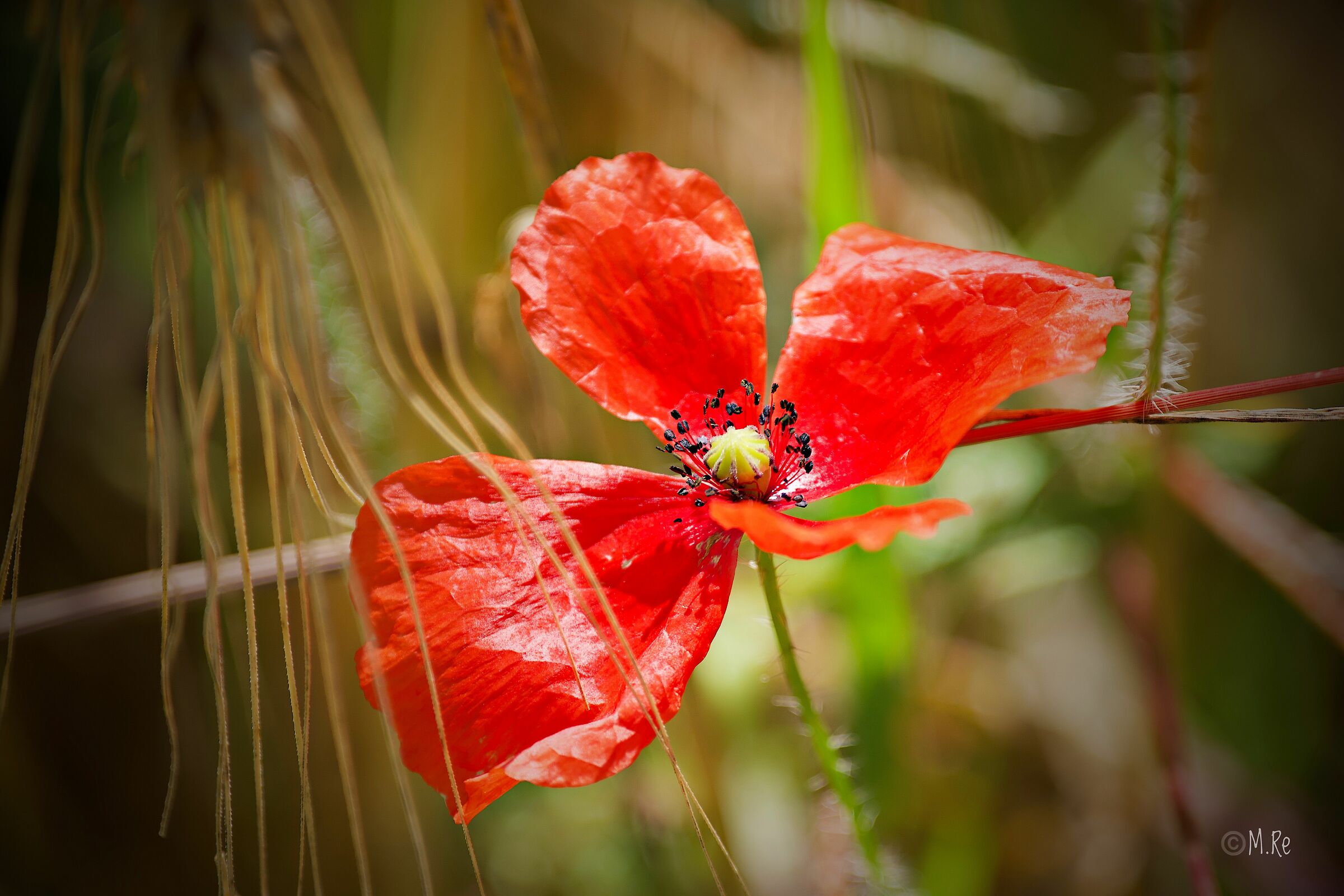 Poppy