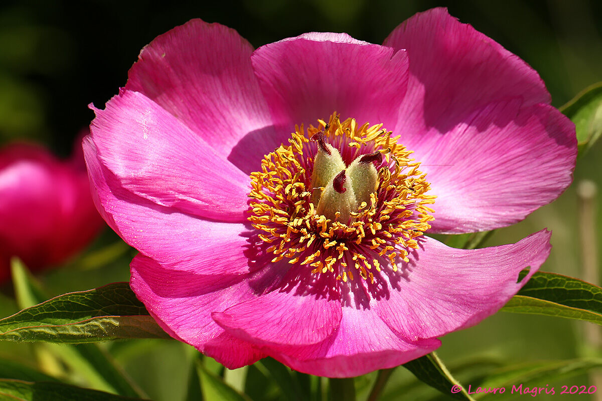 Paeonia officinalis