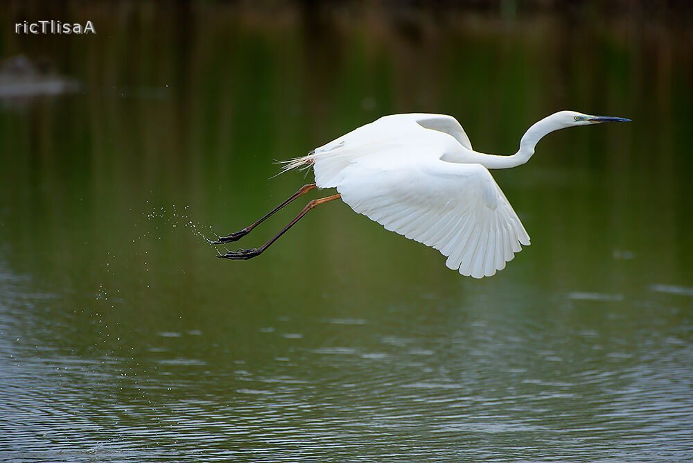 Airone bianco maggiore (Ardea alba)