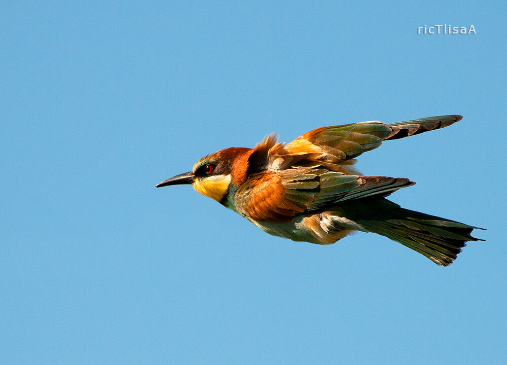 Gruccione (Merops apiaster)
