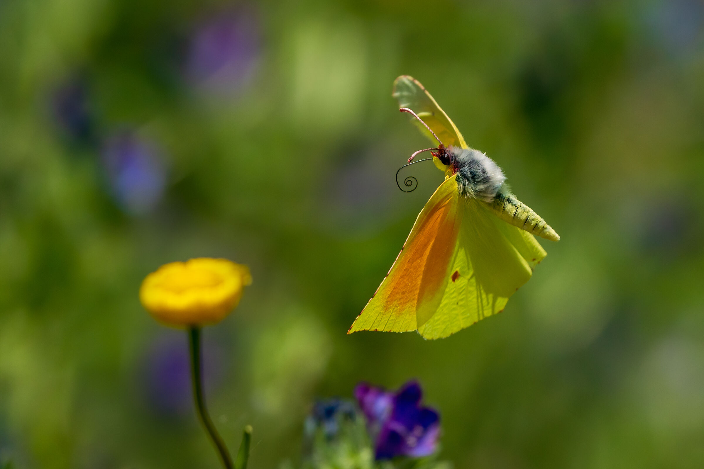 Manovre aeree - Gonepteryx cleopatra