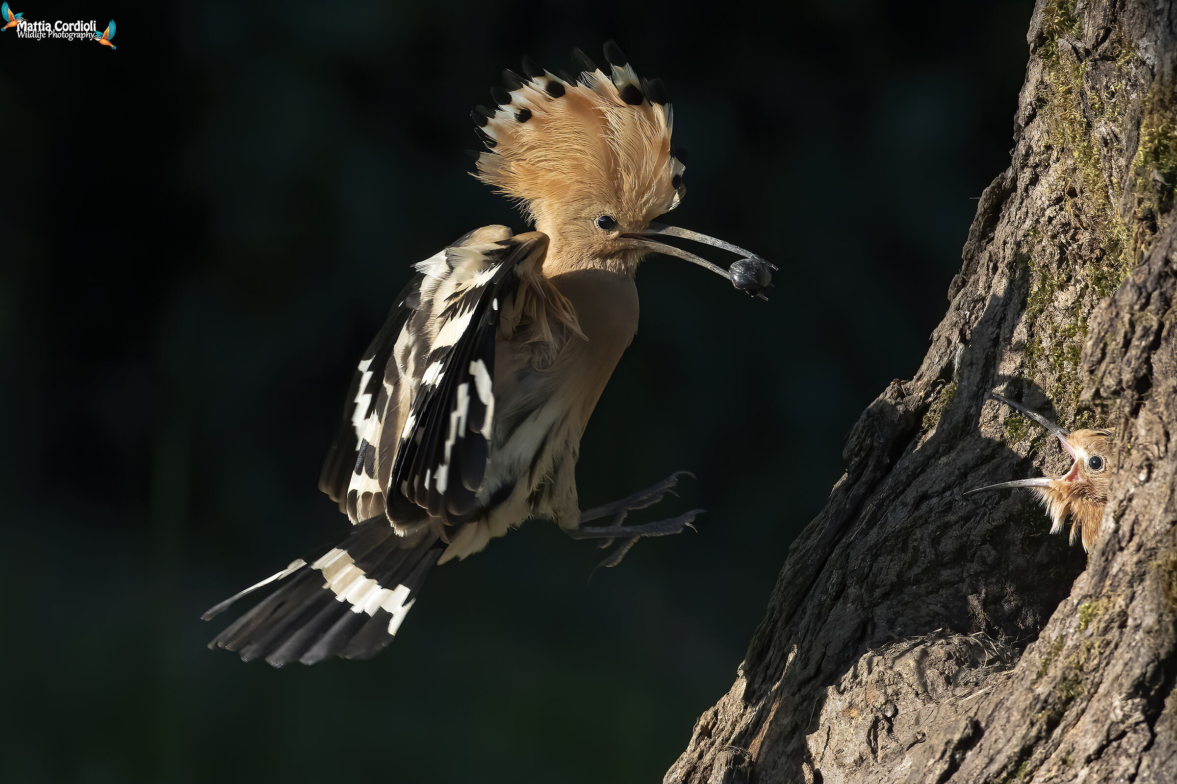 Hoopoe