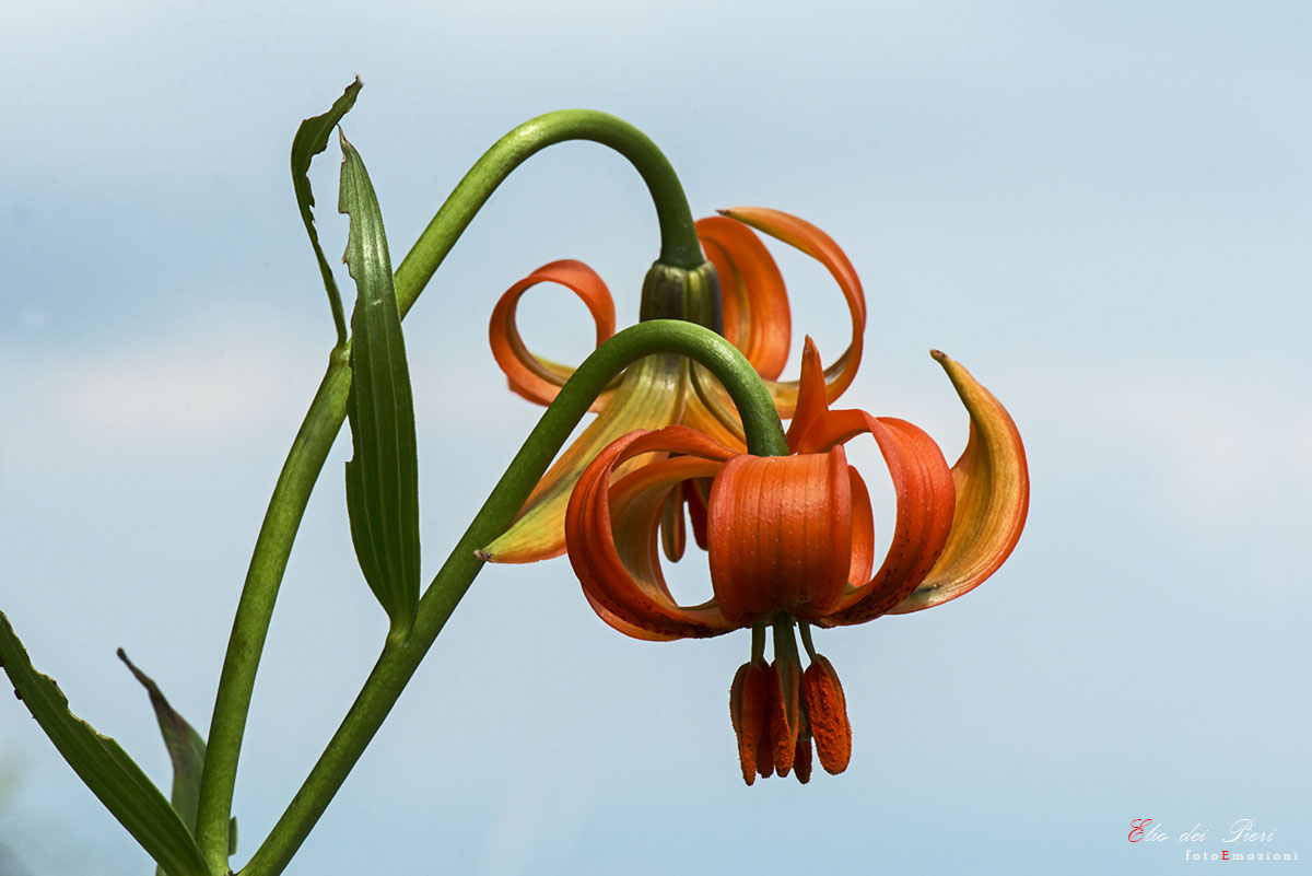 Lilium carniolicum