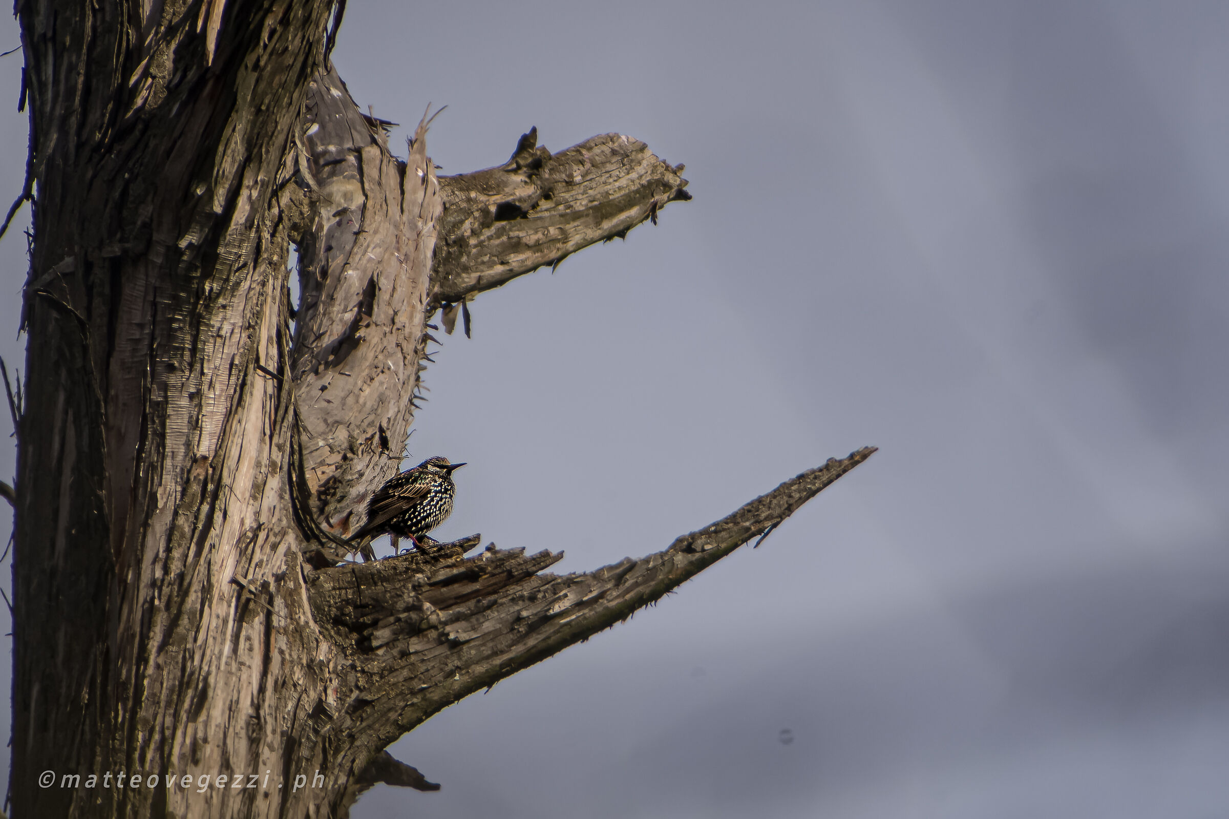 Scrutando l'orizzonte