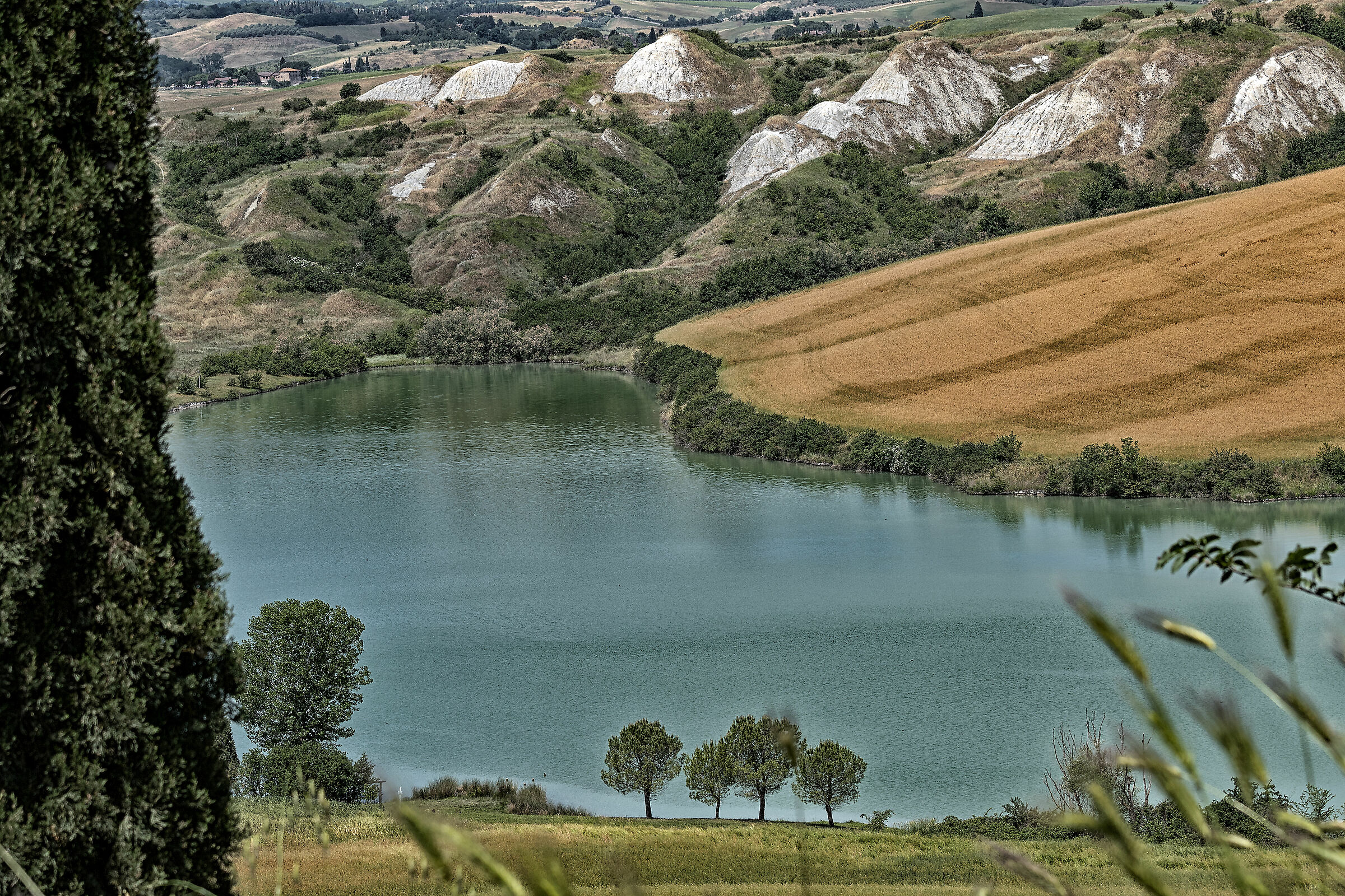 Leonina crete senesi
