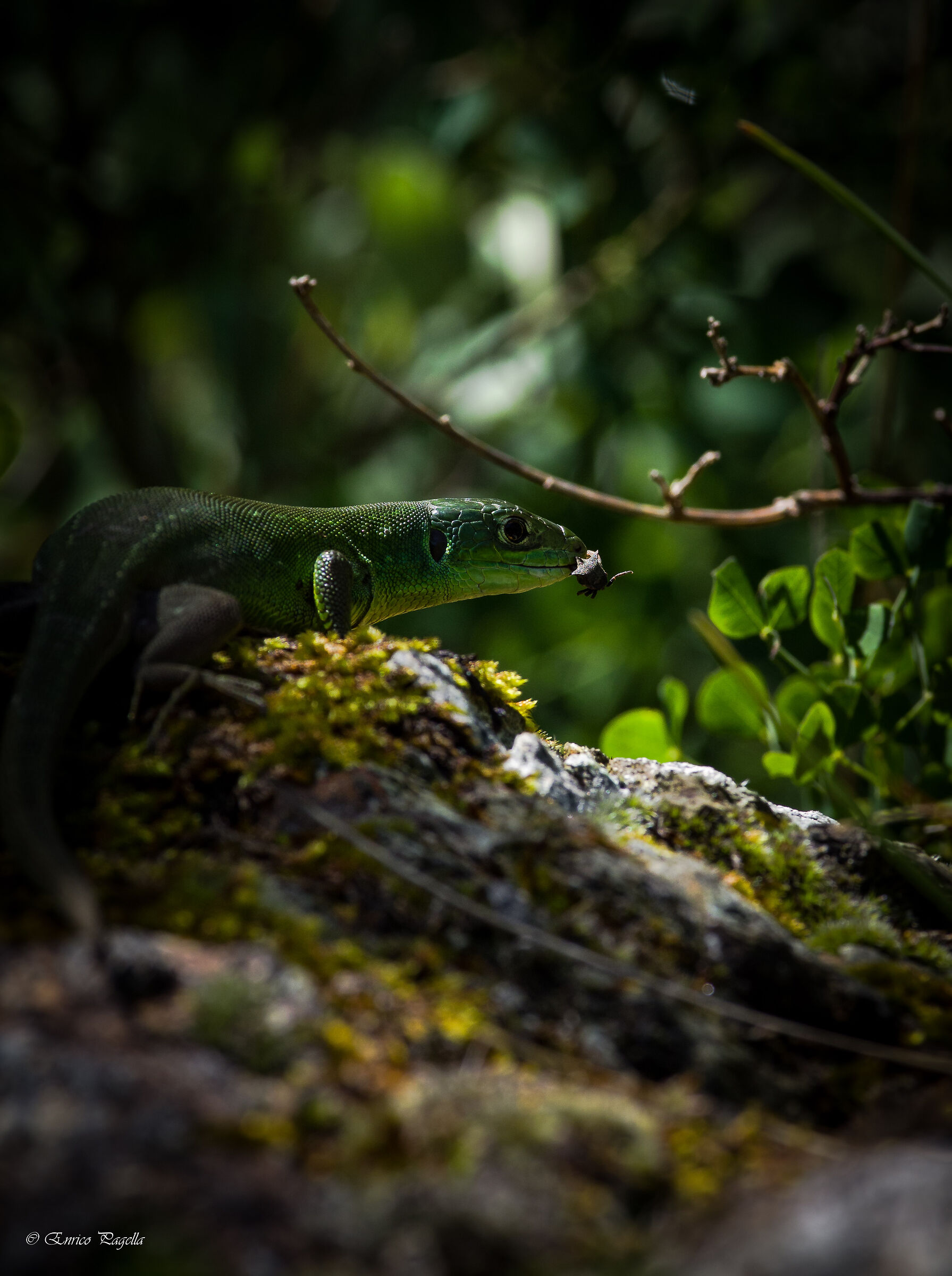 for lunch a succulent bug