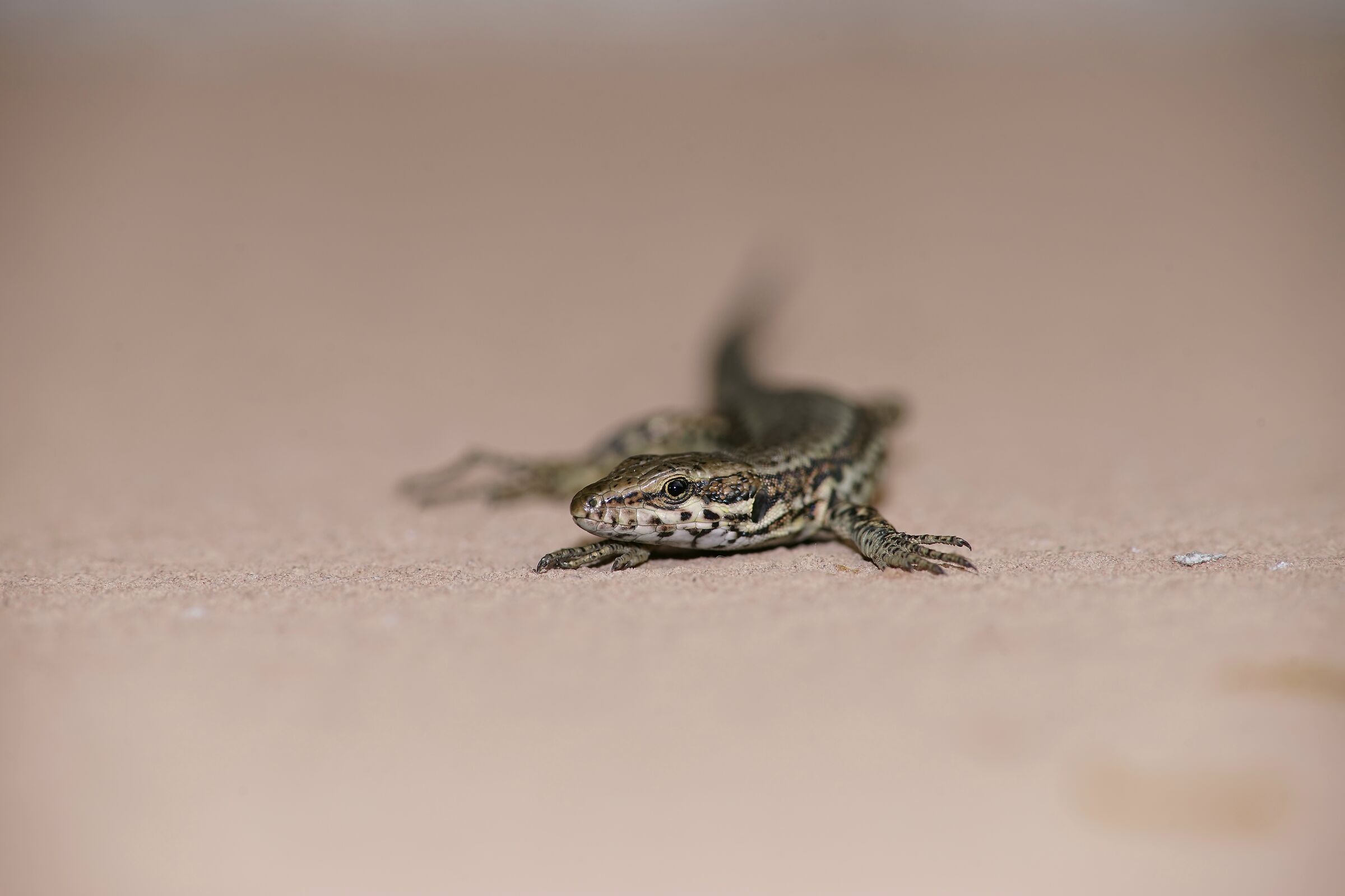 Opening the window to roll out...