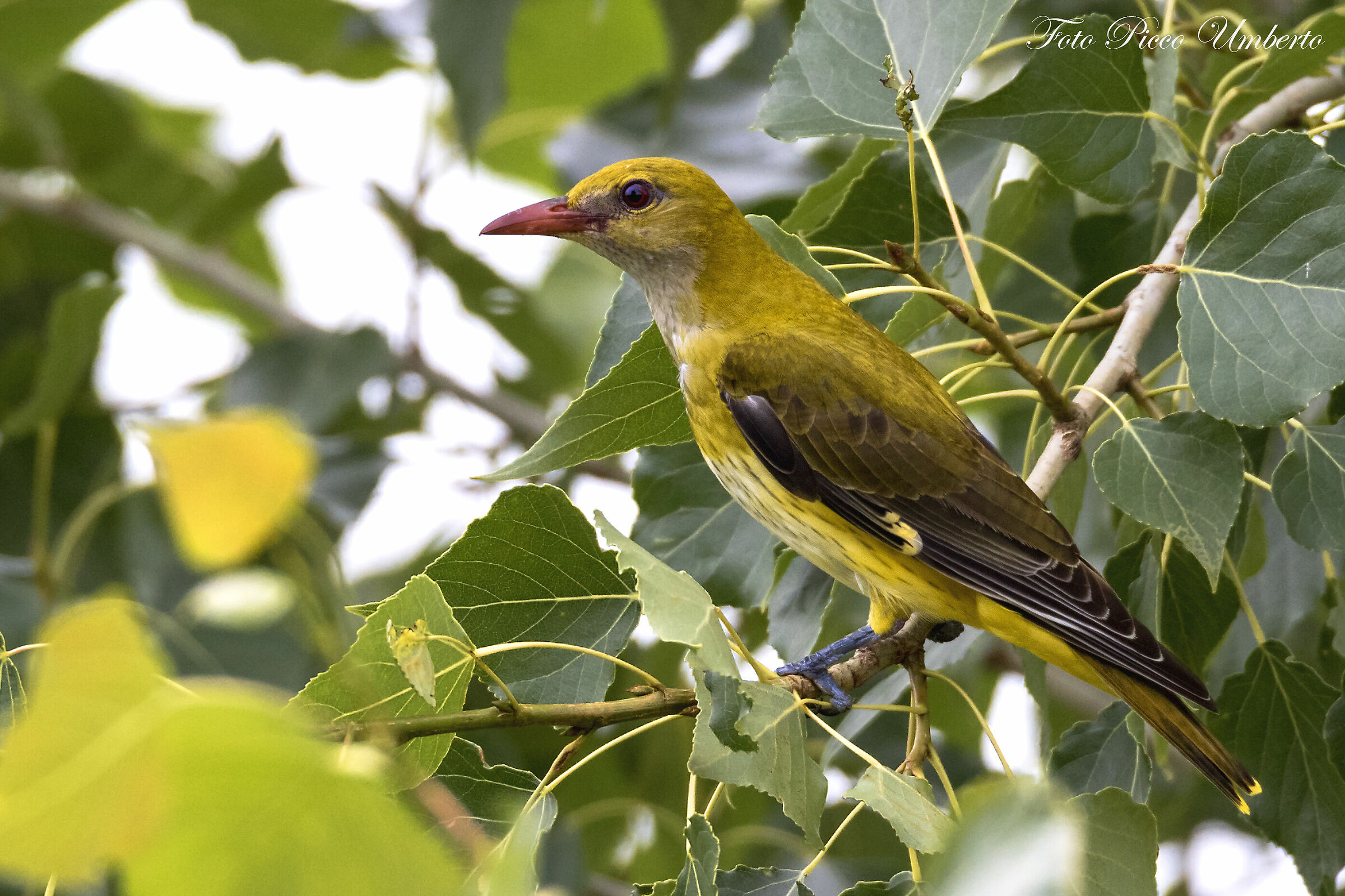 rigogolo maschio di un anno