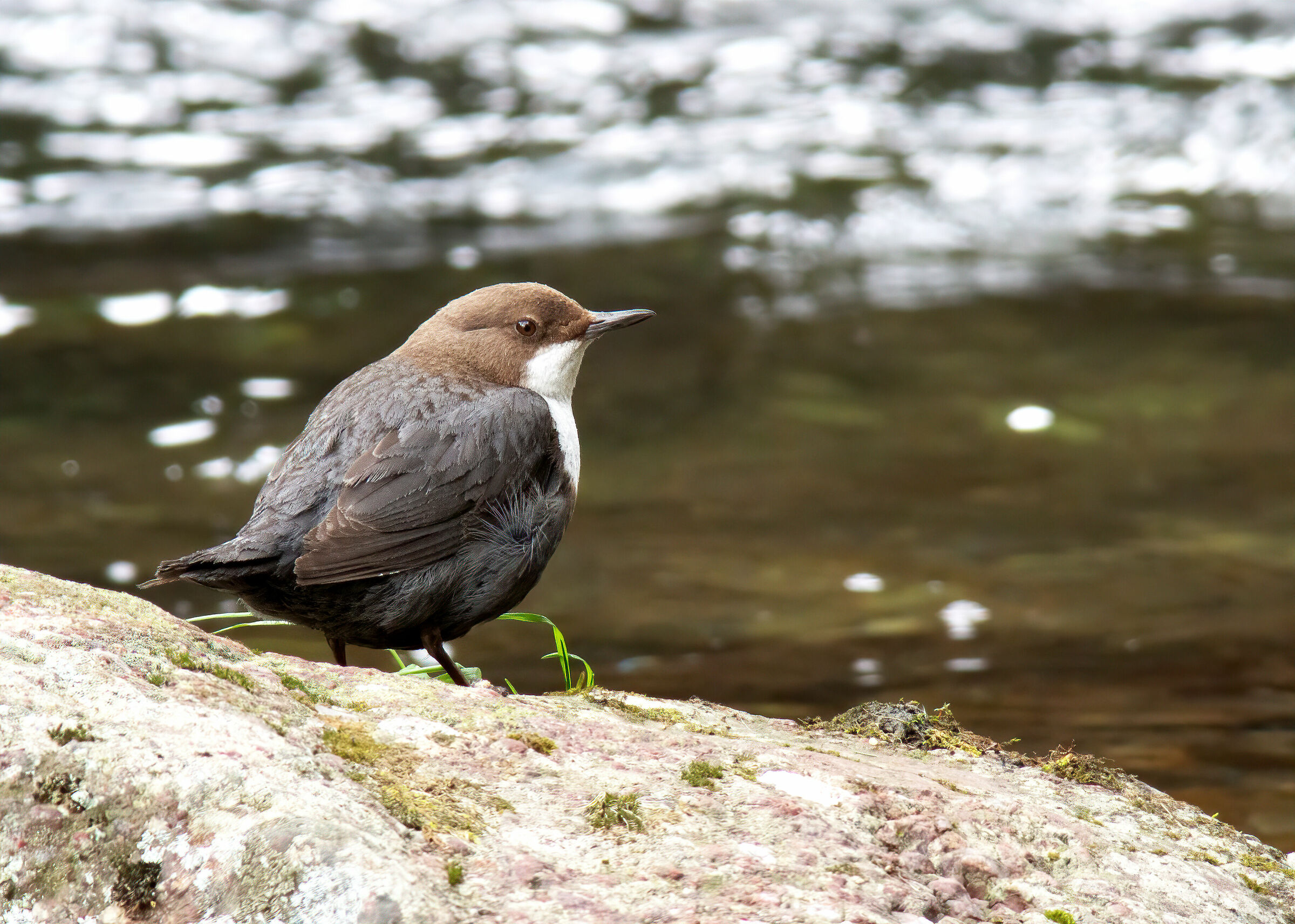 Merlo acquaiolo golabianca