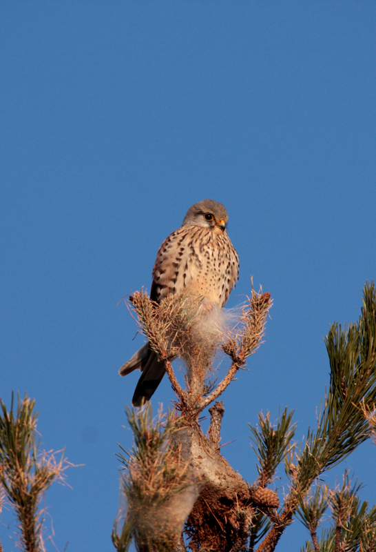 Kestrel