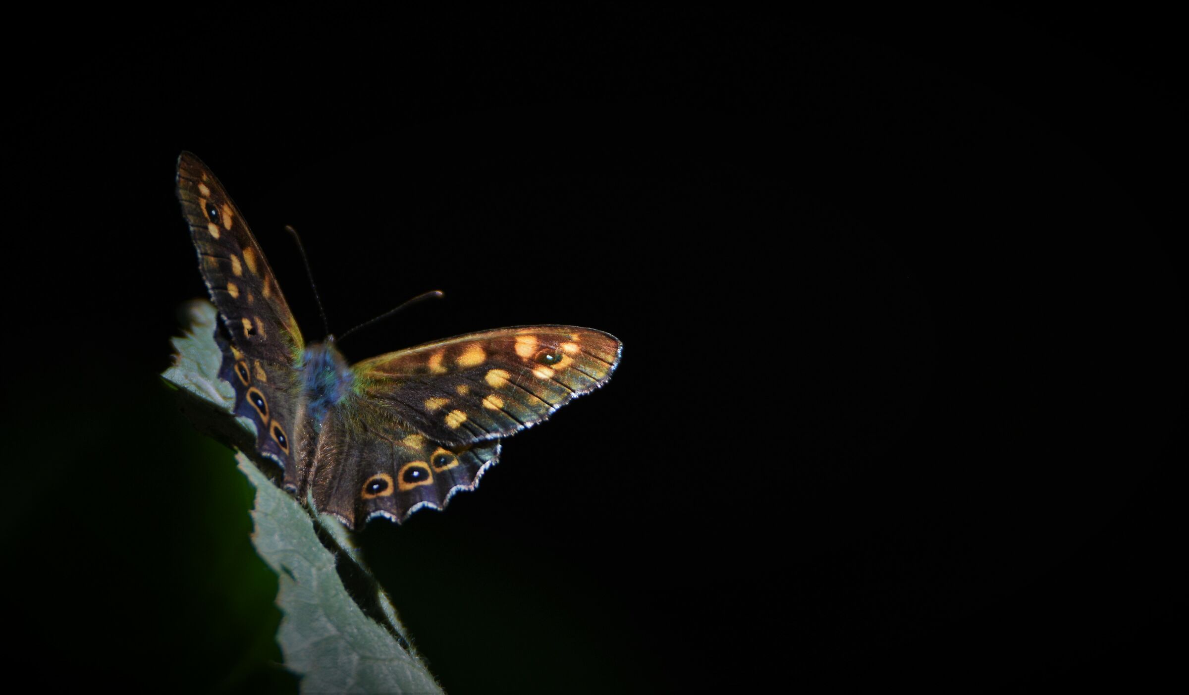 Butterfly - Lombardy - Milan