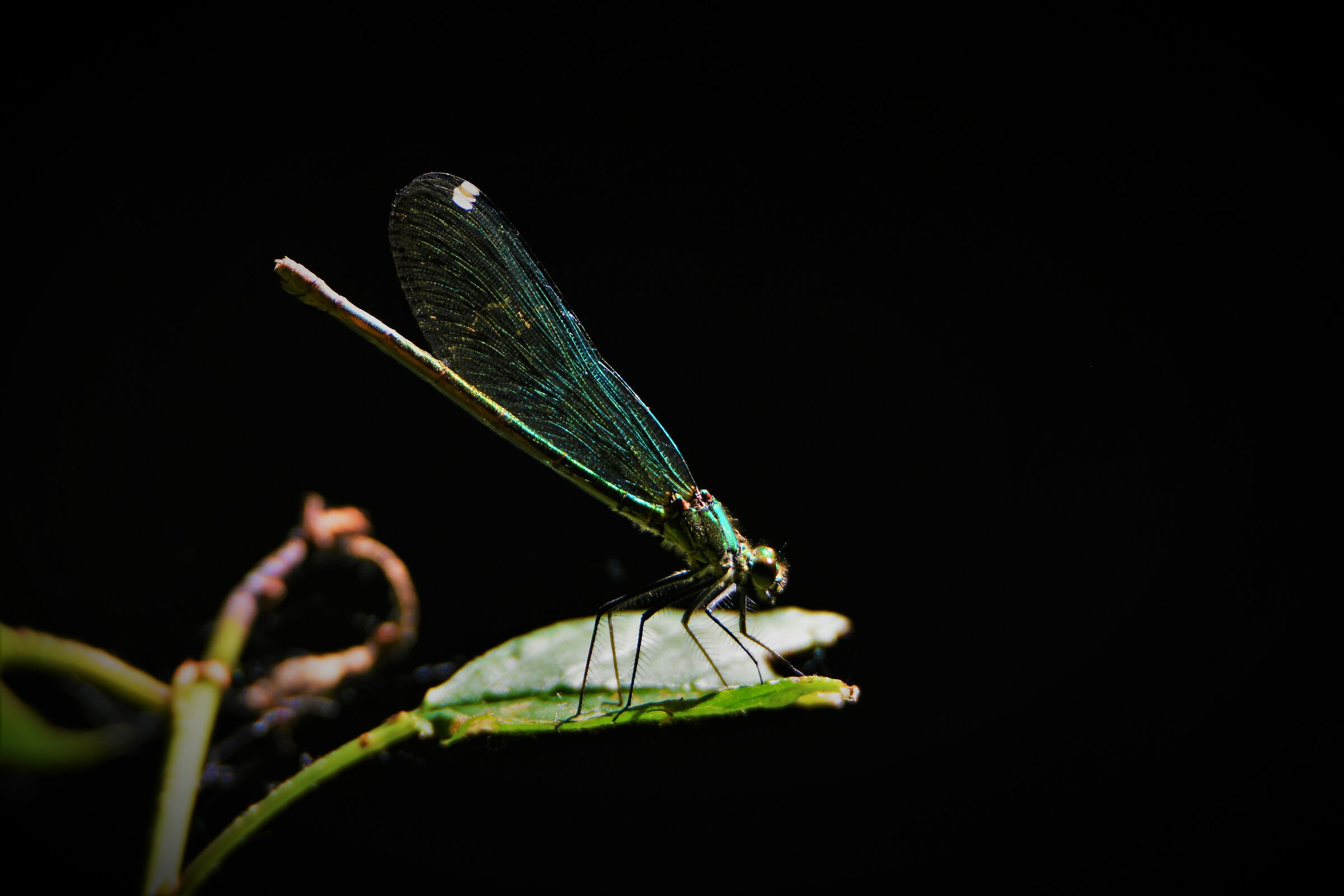 Libellula - Lombardia - Milano