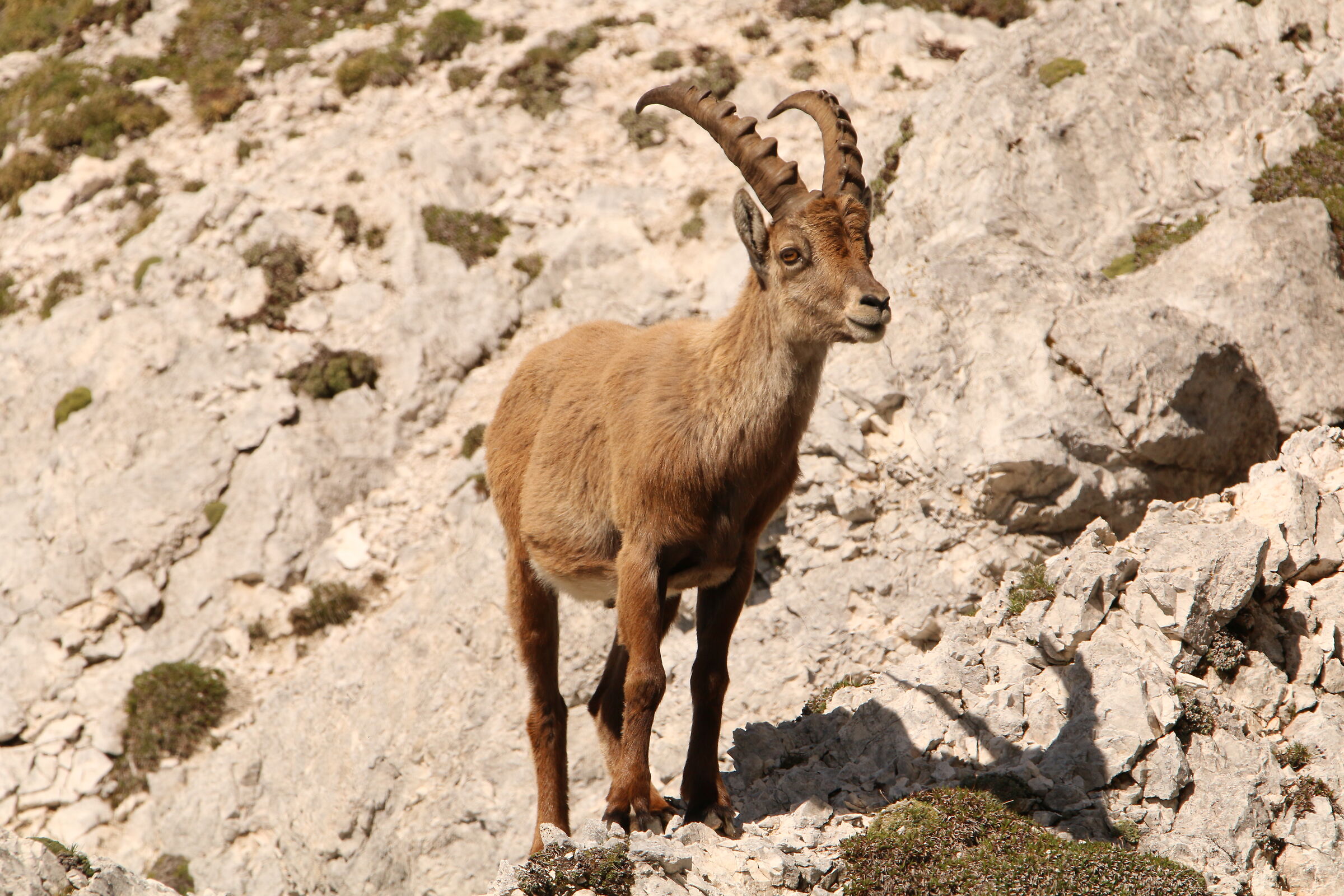 Ibex