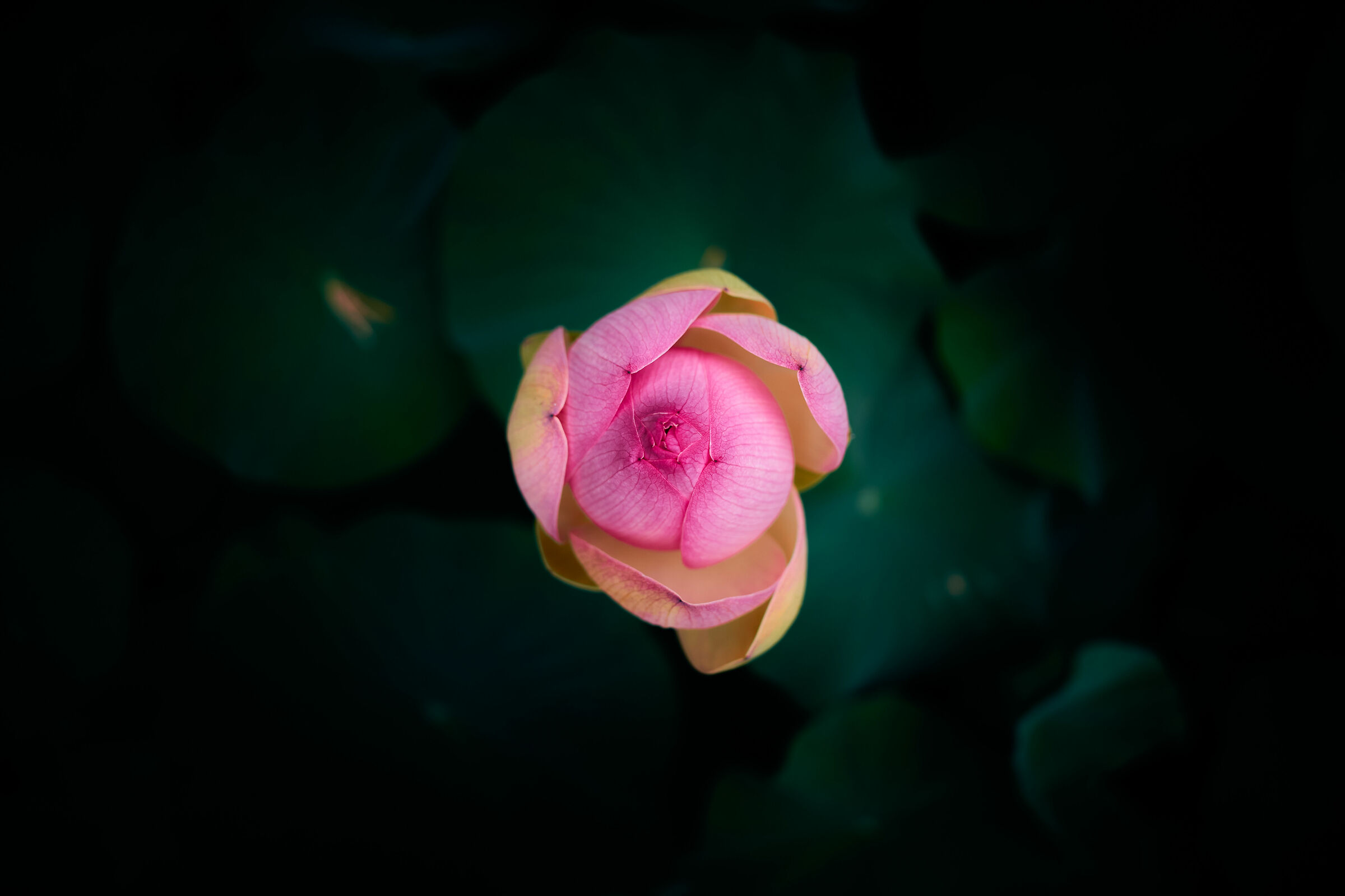 Dall'orto Botanico di Palermo