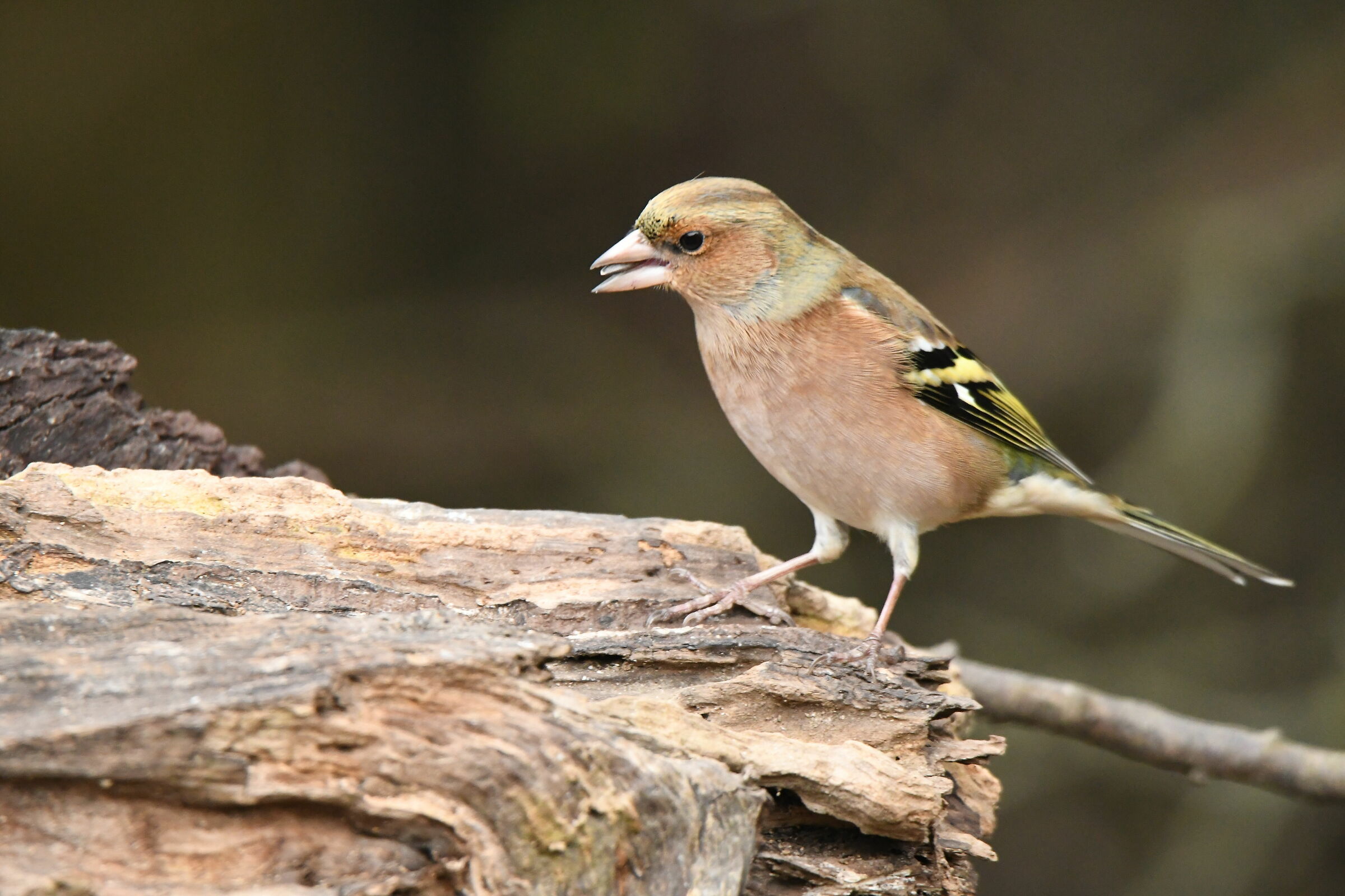 Chaffinch