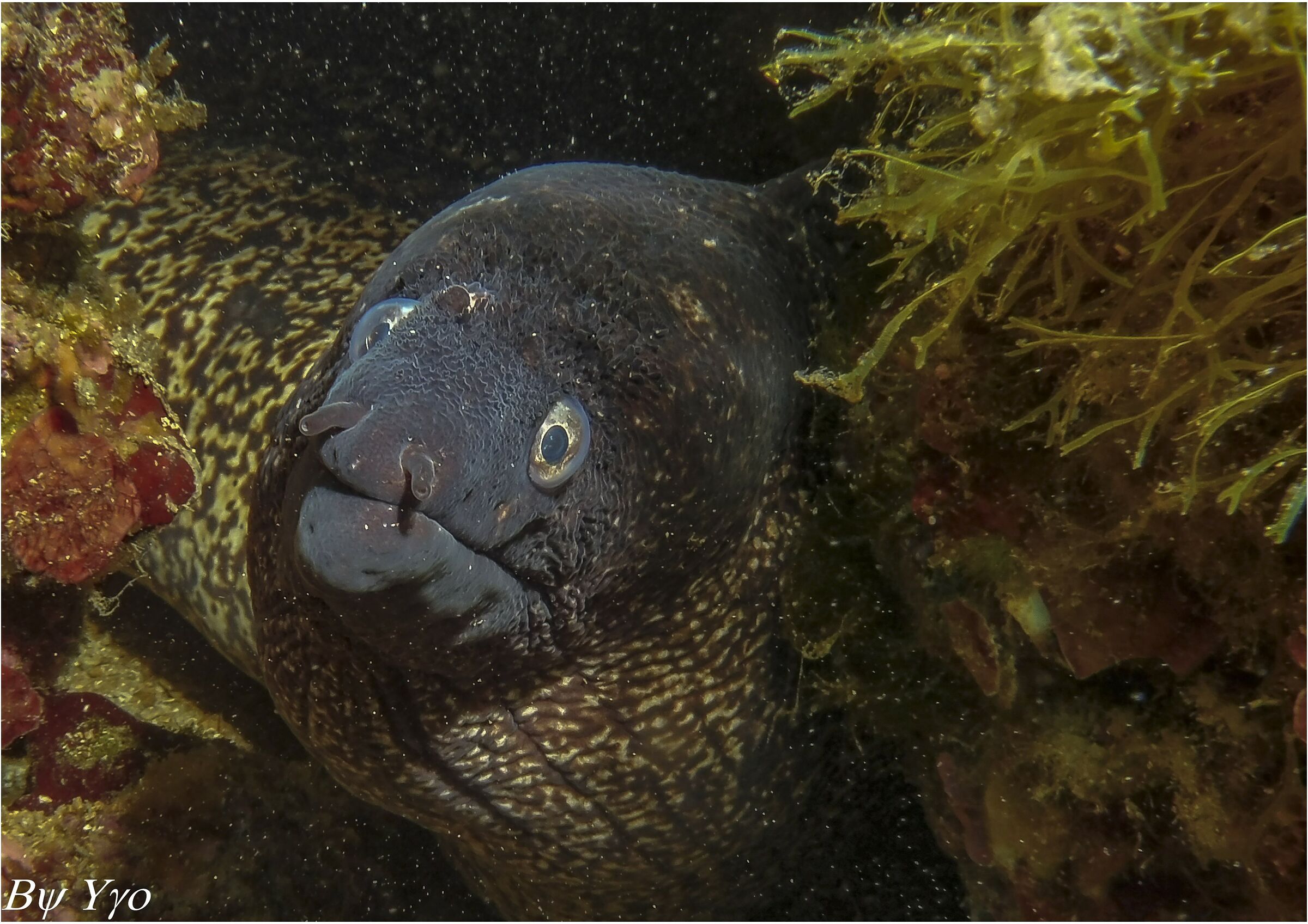 Murena Nera