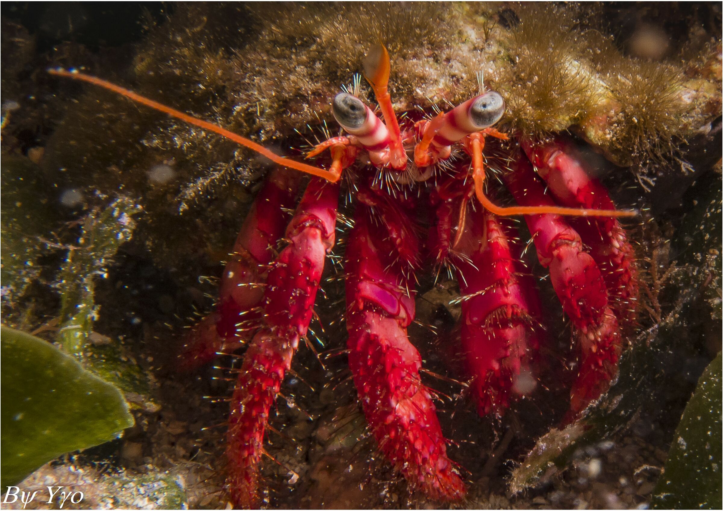 Paguro Rosso