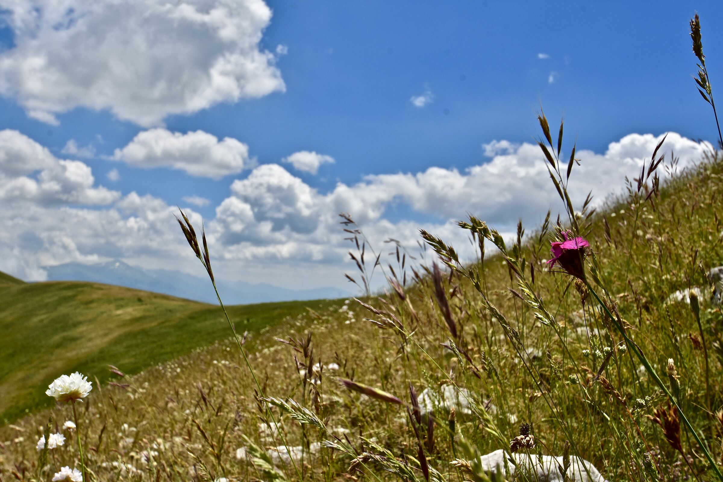 fiori in cresta ...