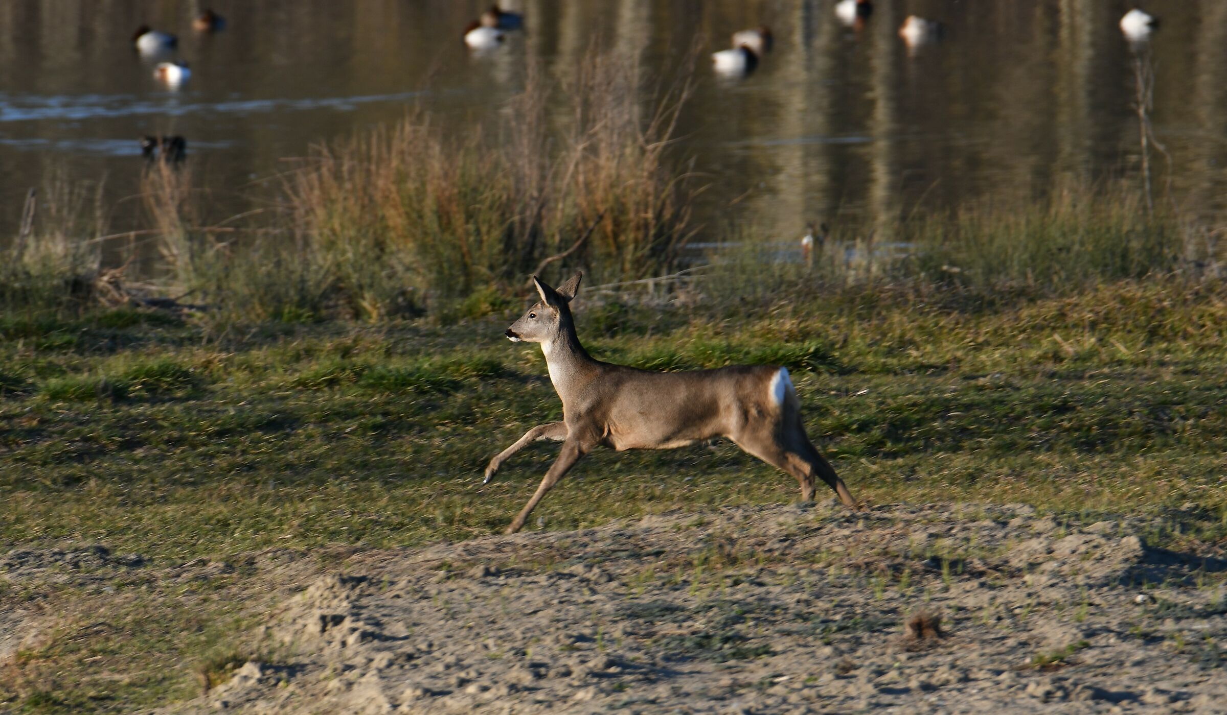 Misplaced roe deer