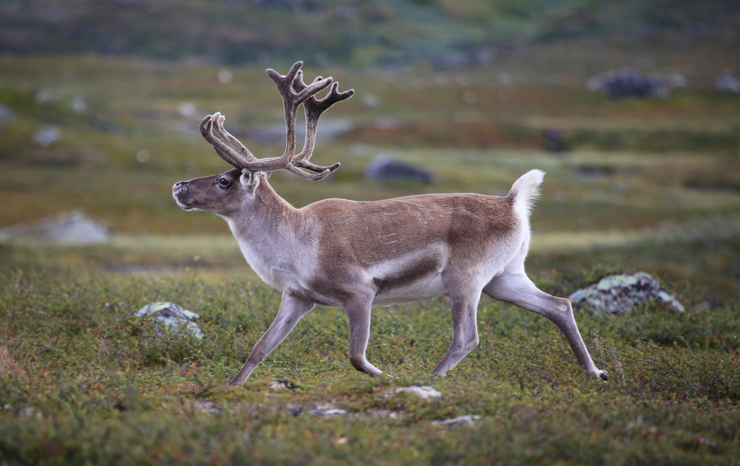 Reindeer in Norway