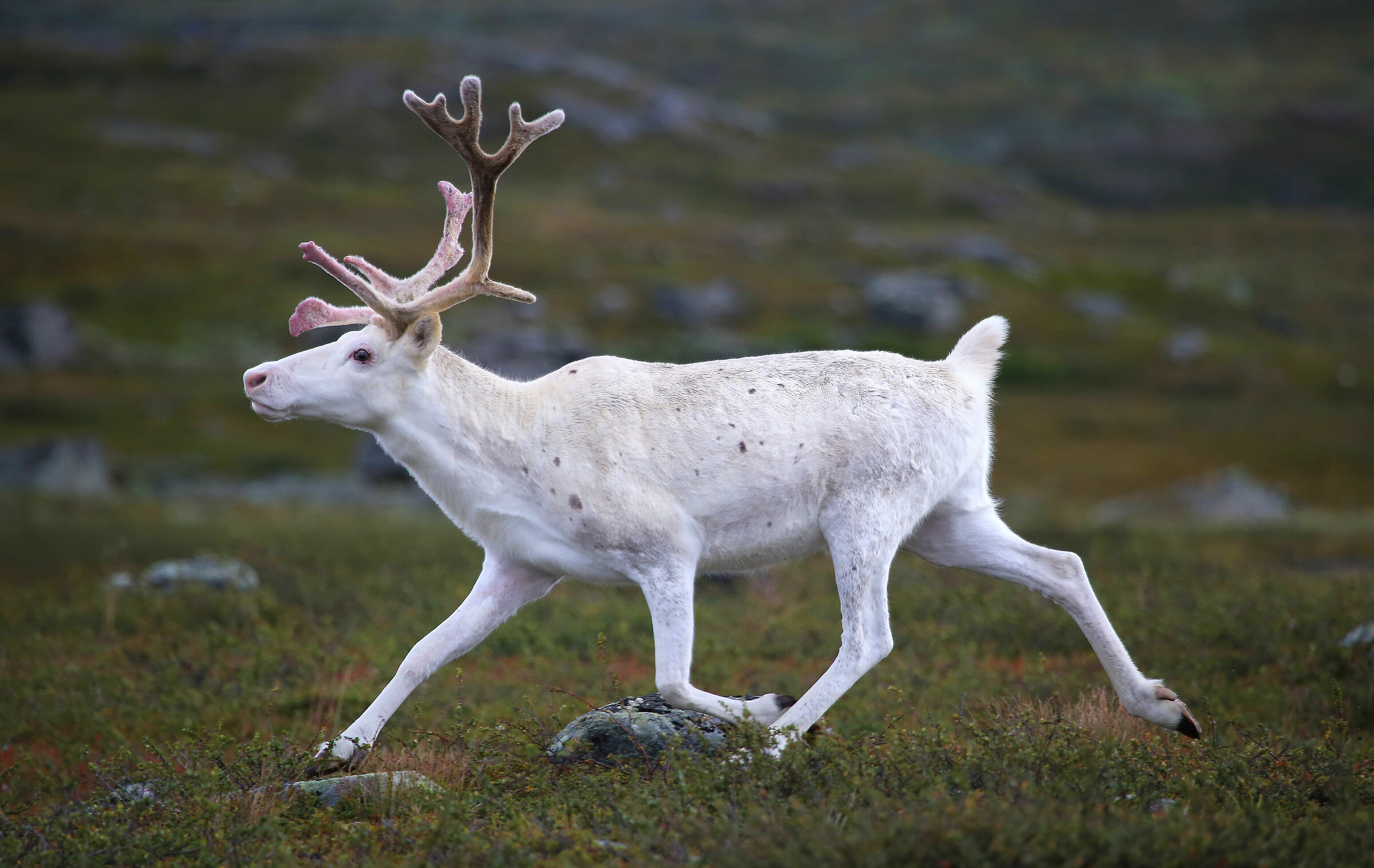 Reindeer in Norway