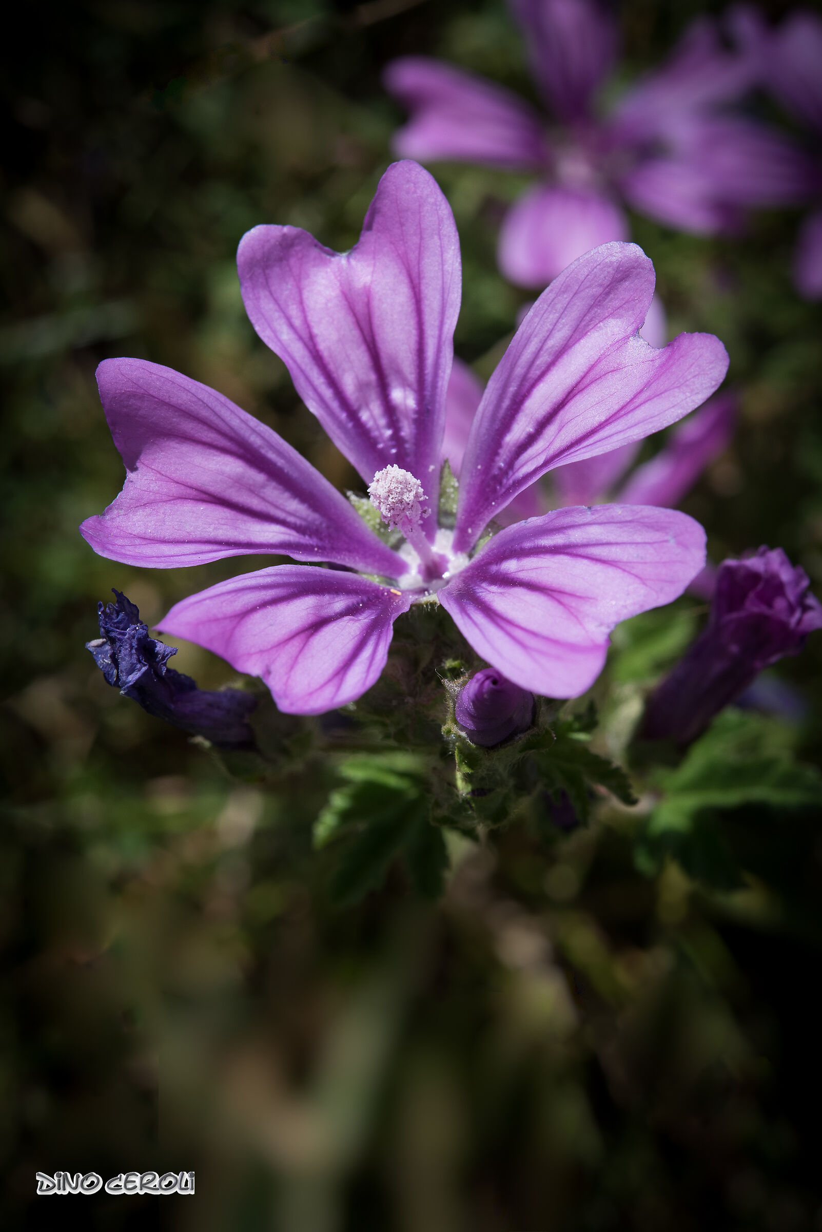 malva sylvestris