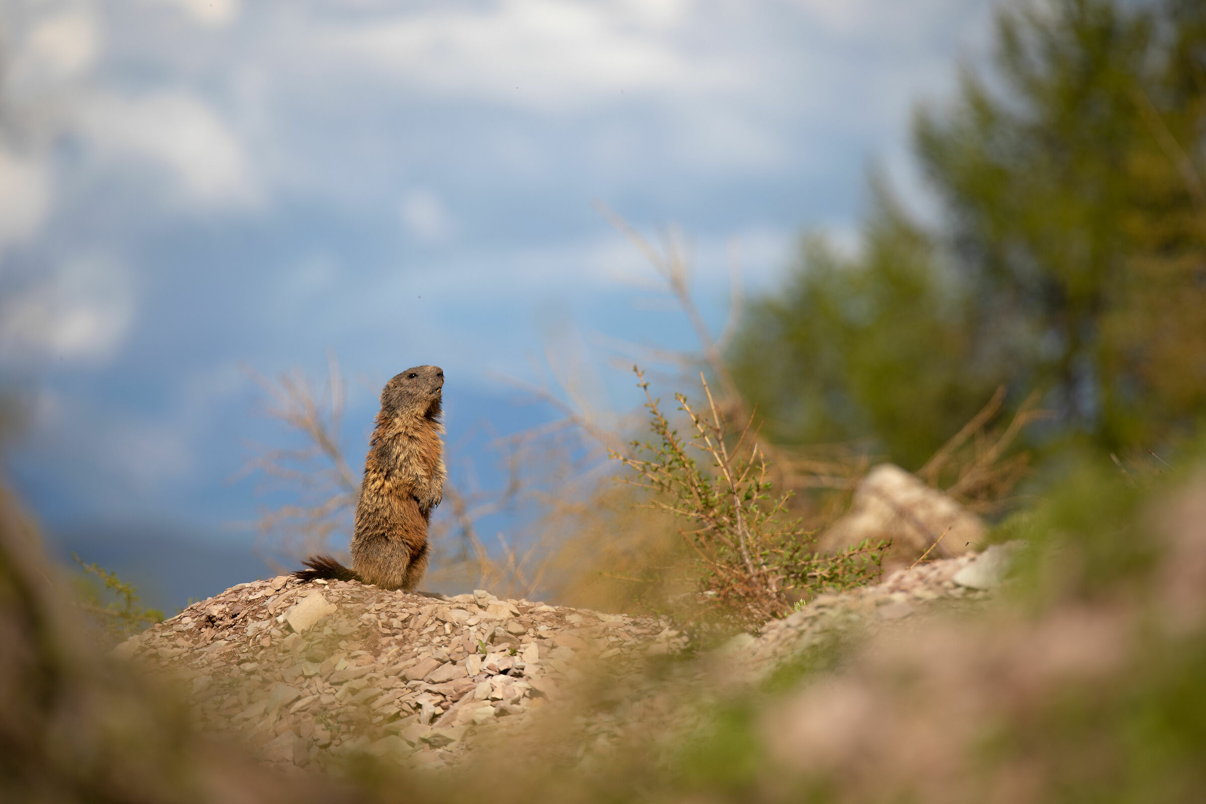 marmotta ambientata