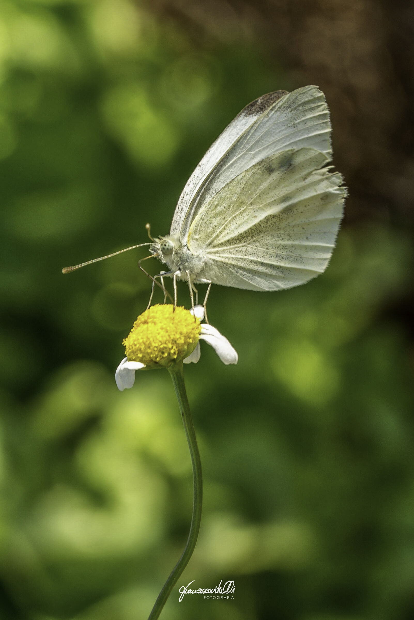 Margherita accompagnata