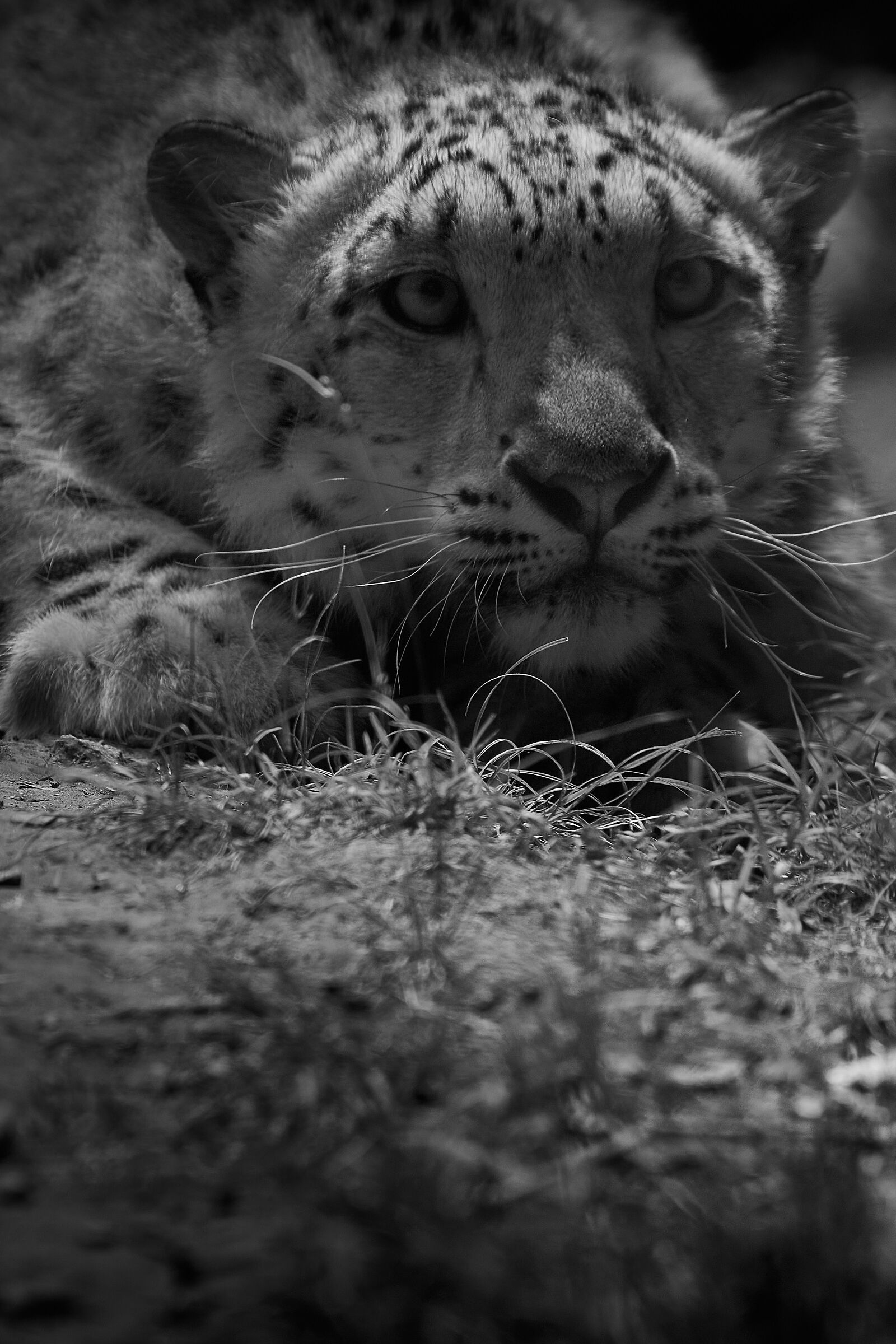 ground level / animal reserve