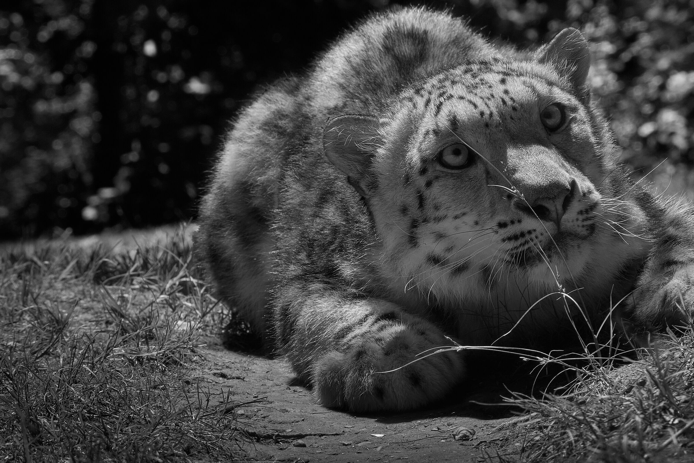 ground level / animal reserve