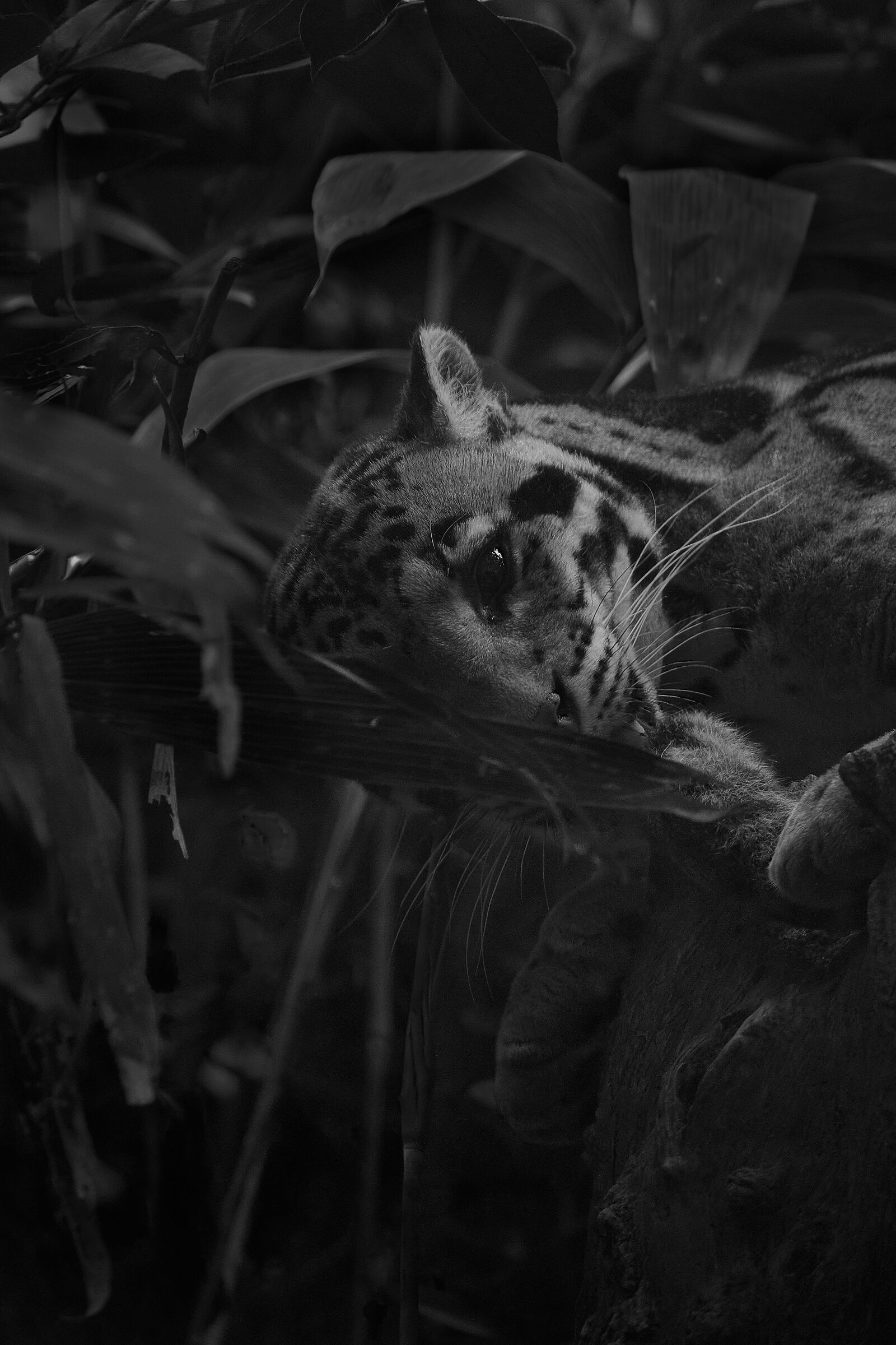 animal reserve property