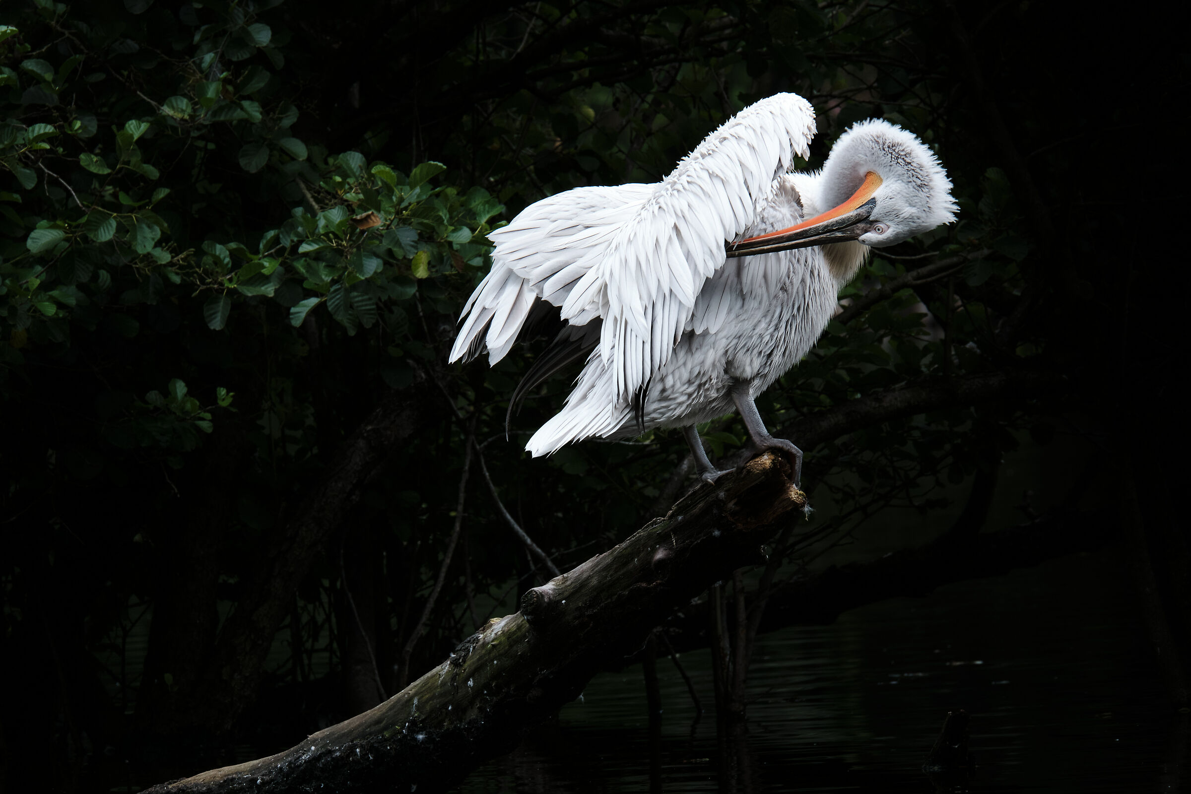 animal reserve property