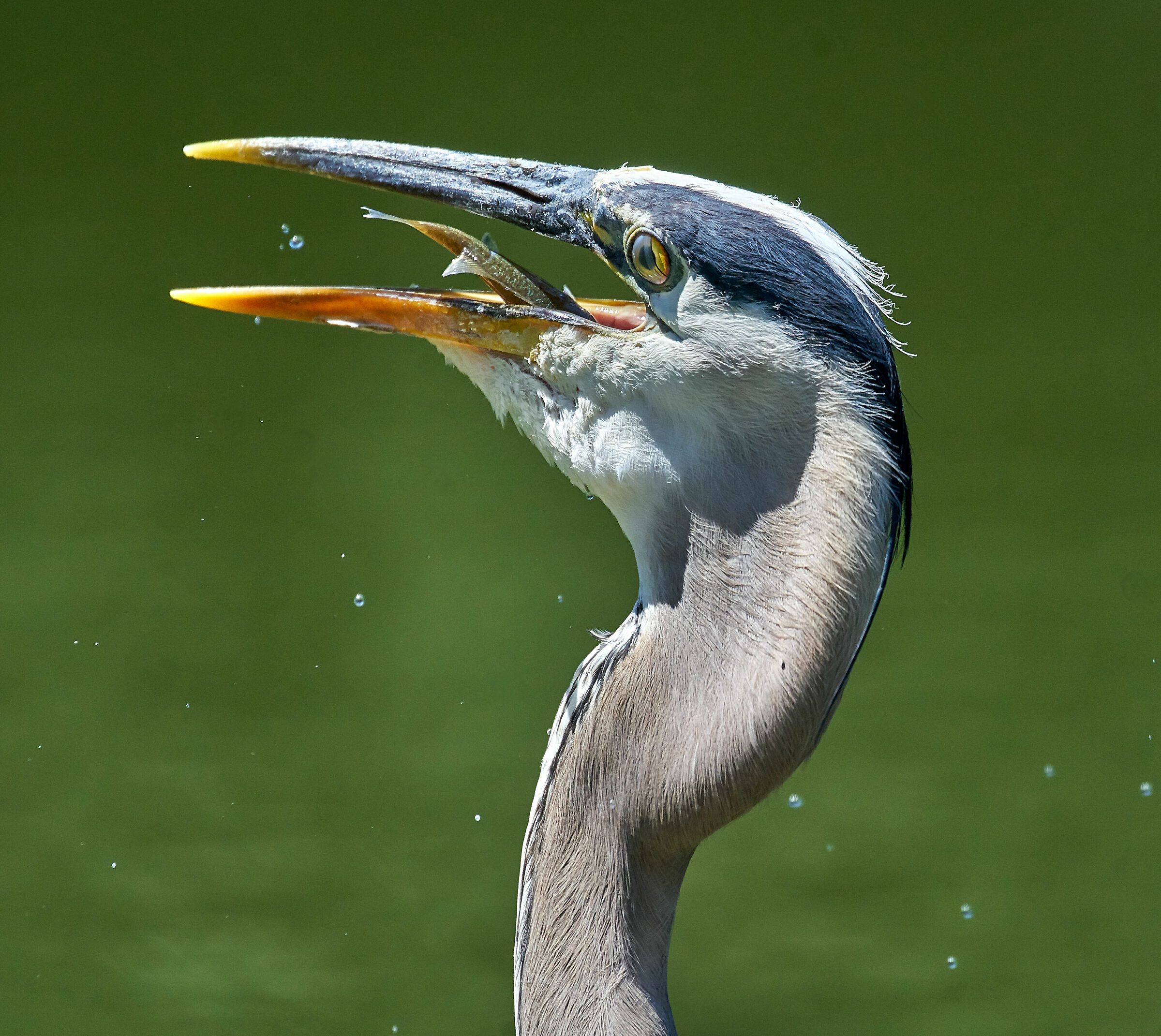 how intense is this  swallowing act...