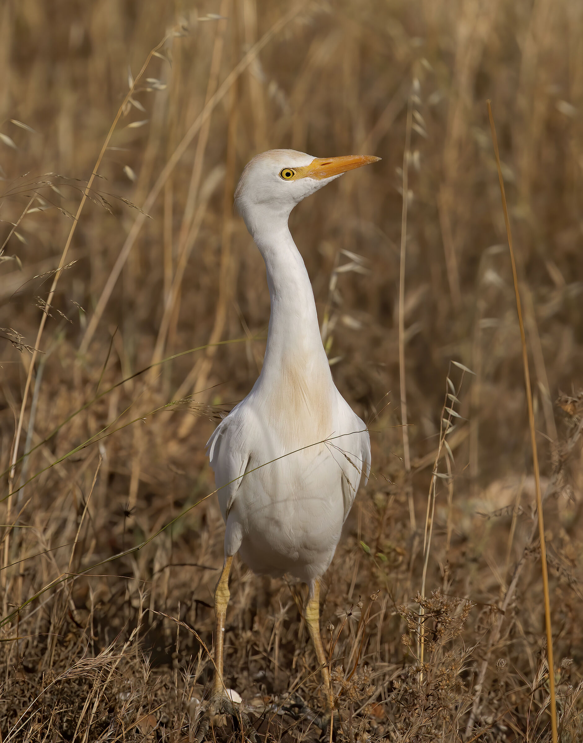 heron watchers at sunset