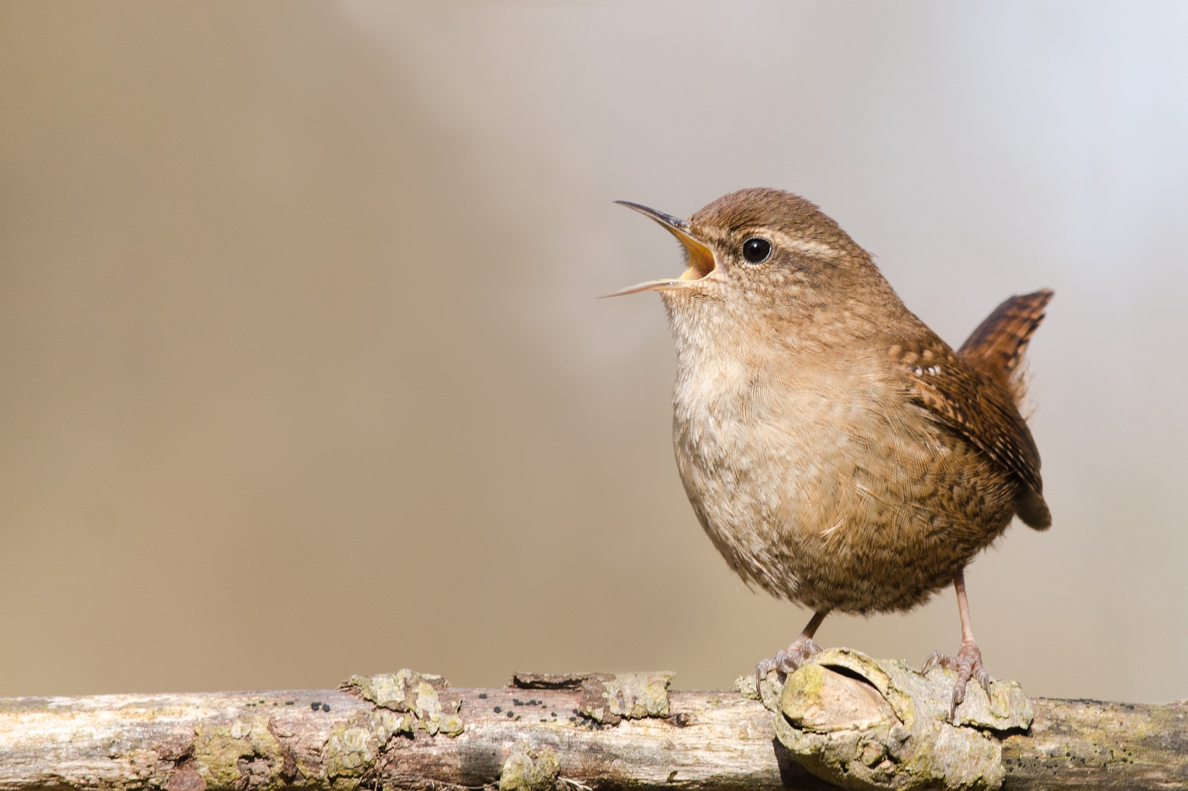The cry of the Wren