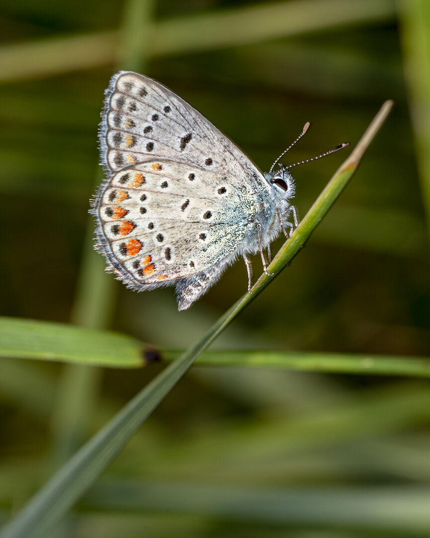 Polyommatus Icarus