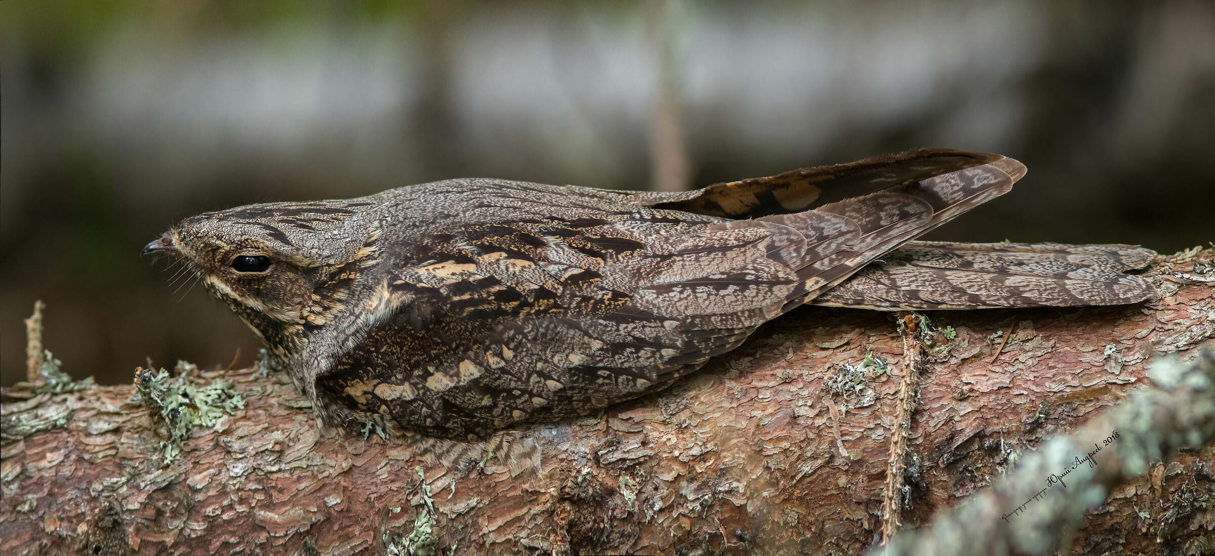 Nightjar eurasiatico