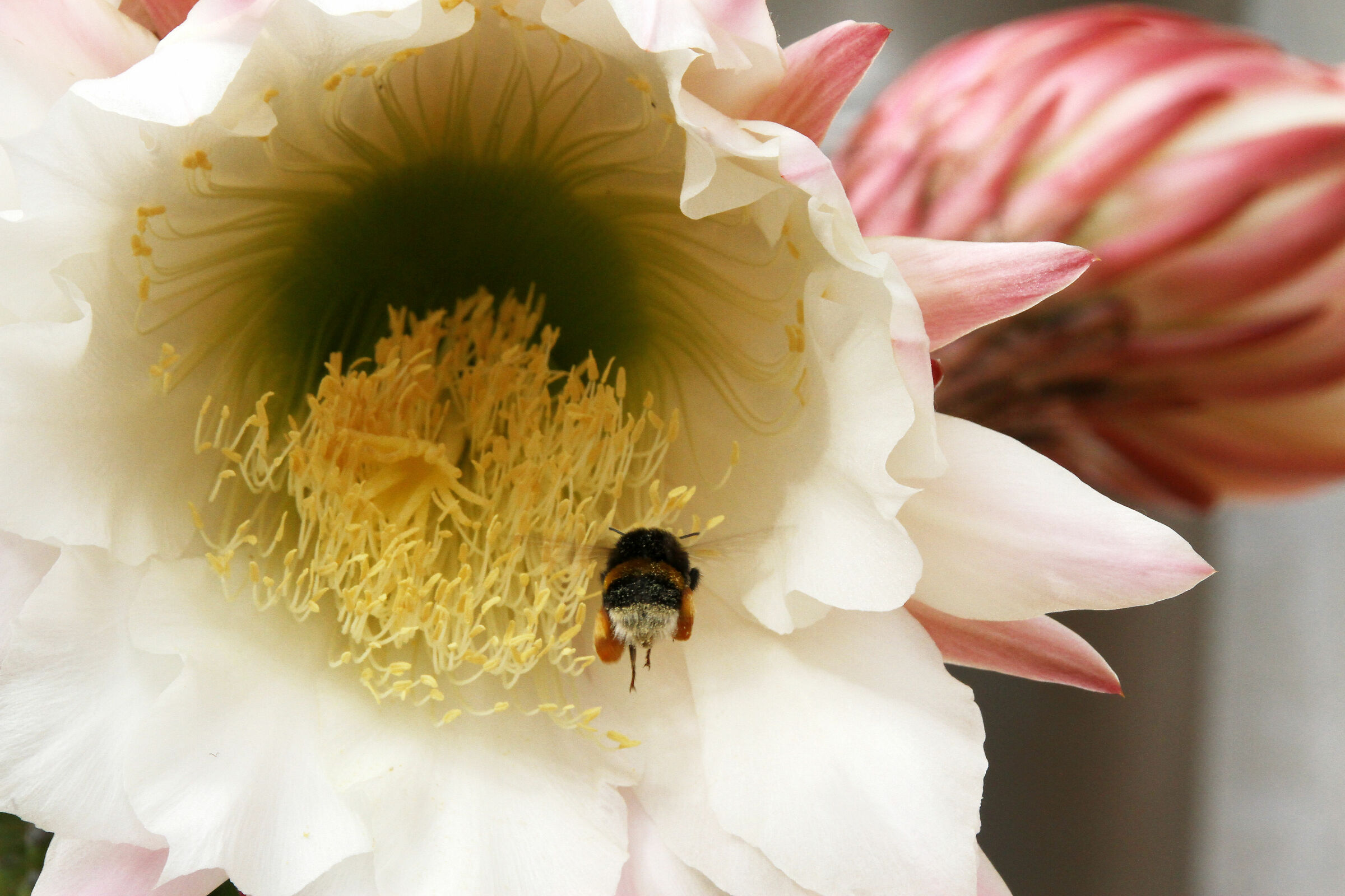 Bombo (Bombus pratorum) su fiore di Trichocereus