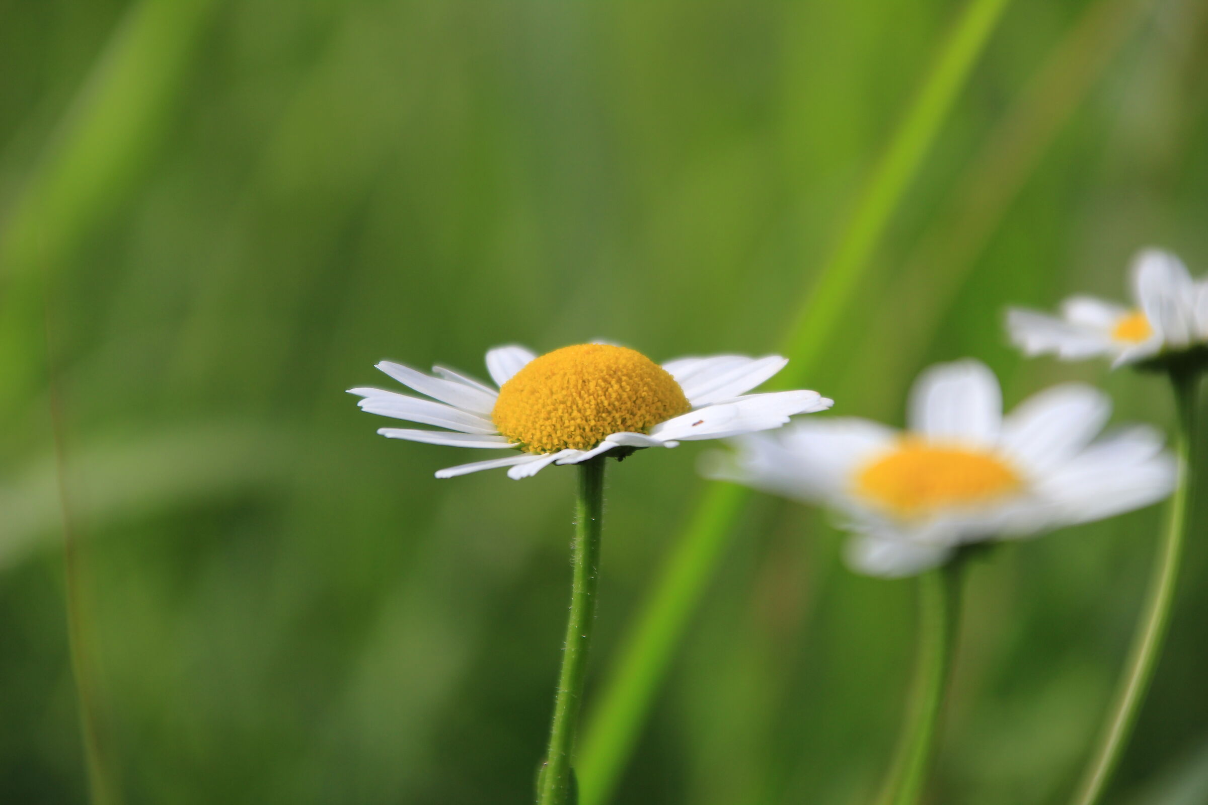 Margherita di campo