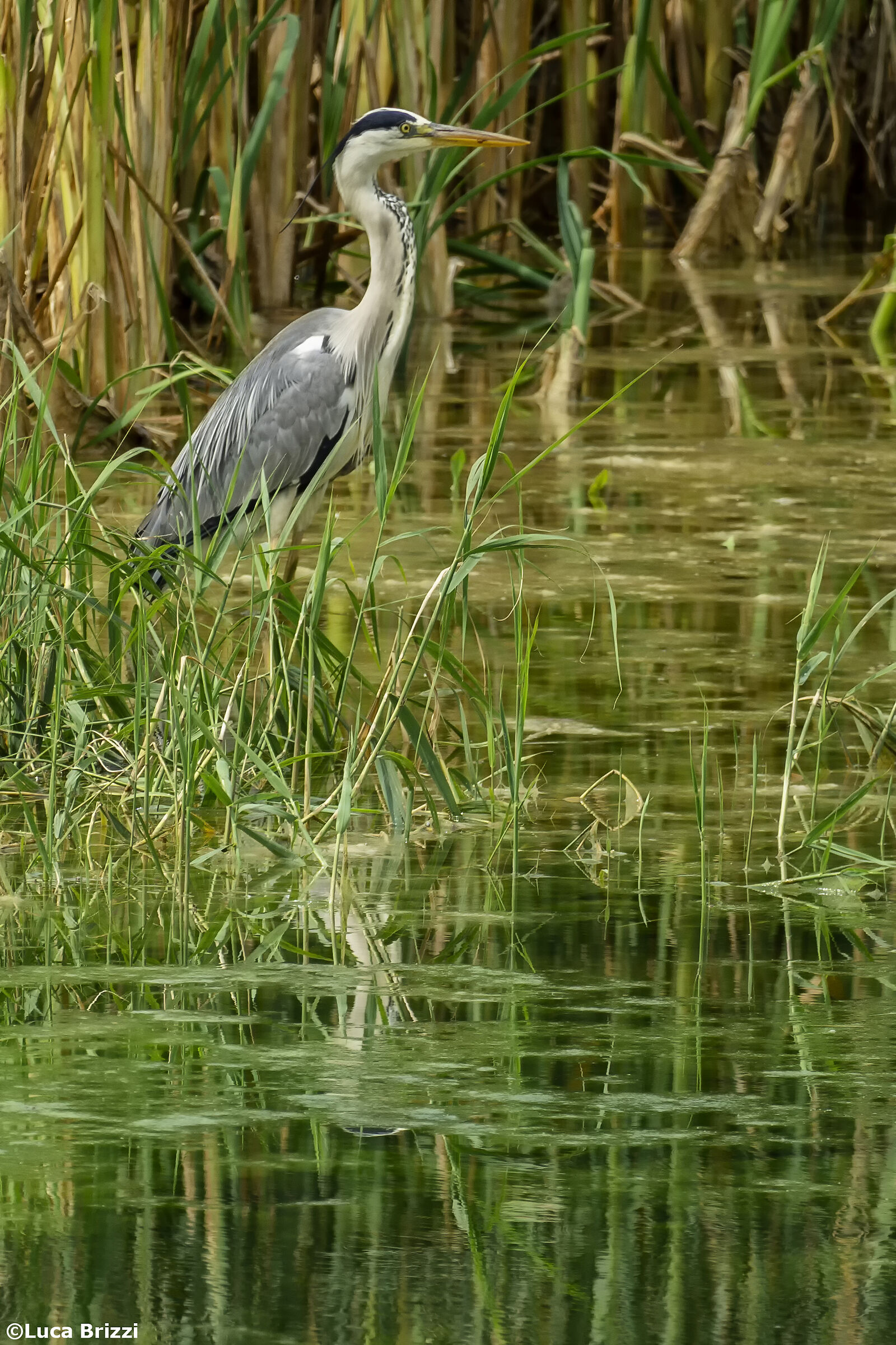 Airone Cinerino dietro casa