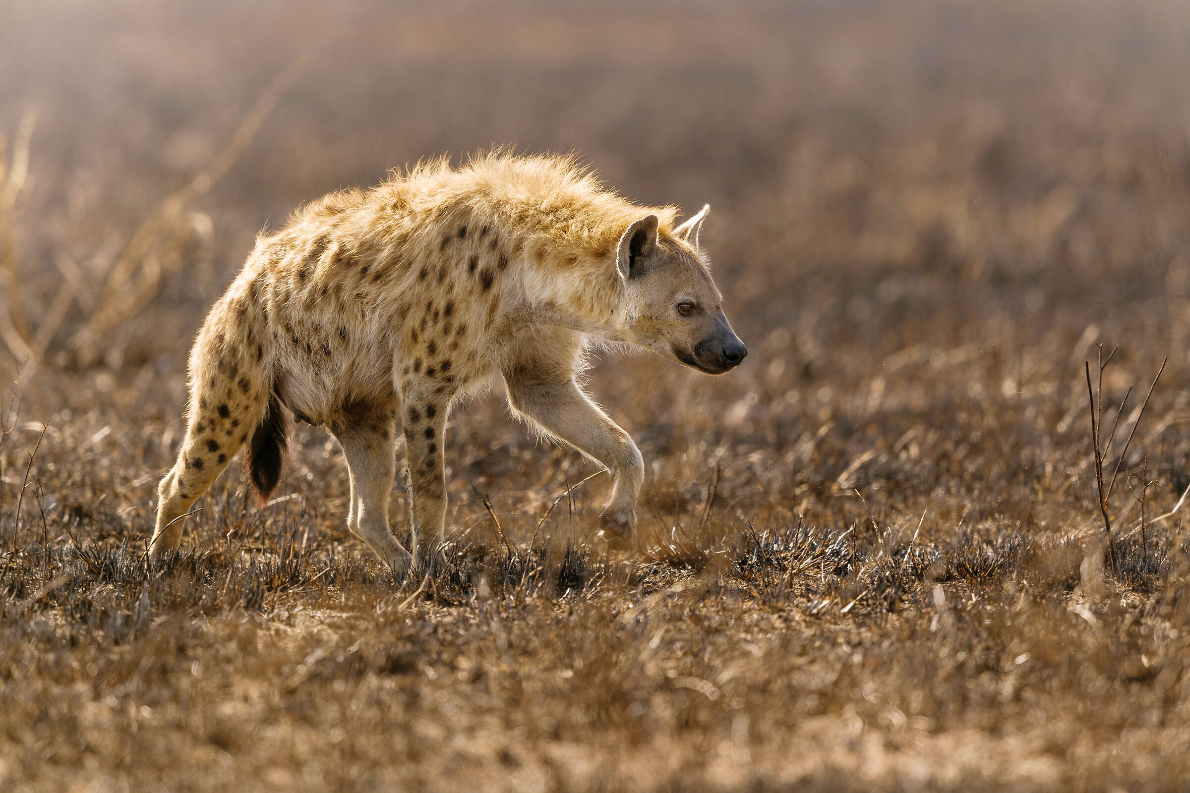 Hyena, Serengeti.