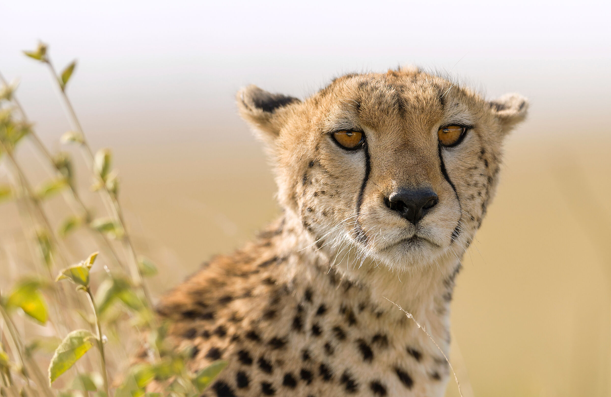 Cheetah, Serengeti.