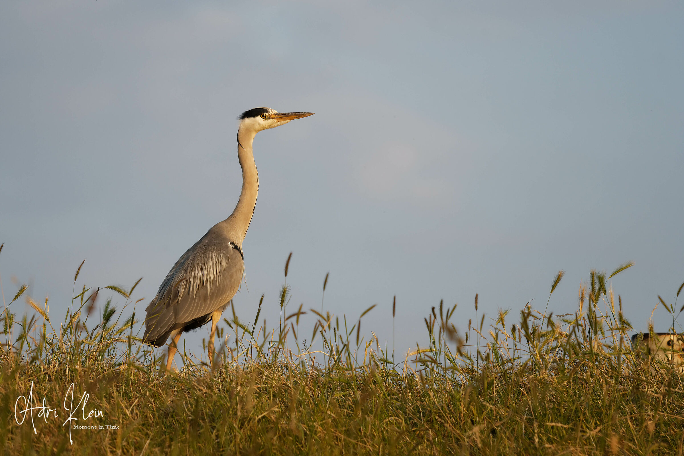 Blue Heron