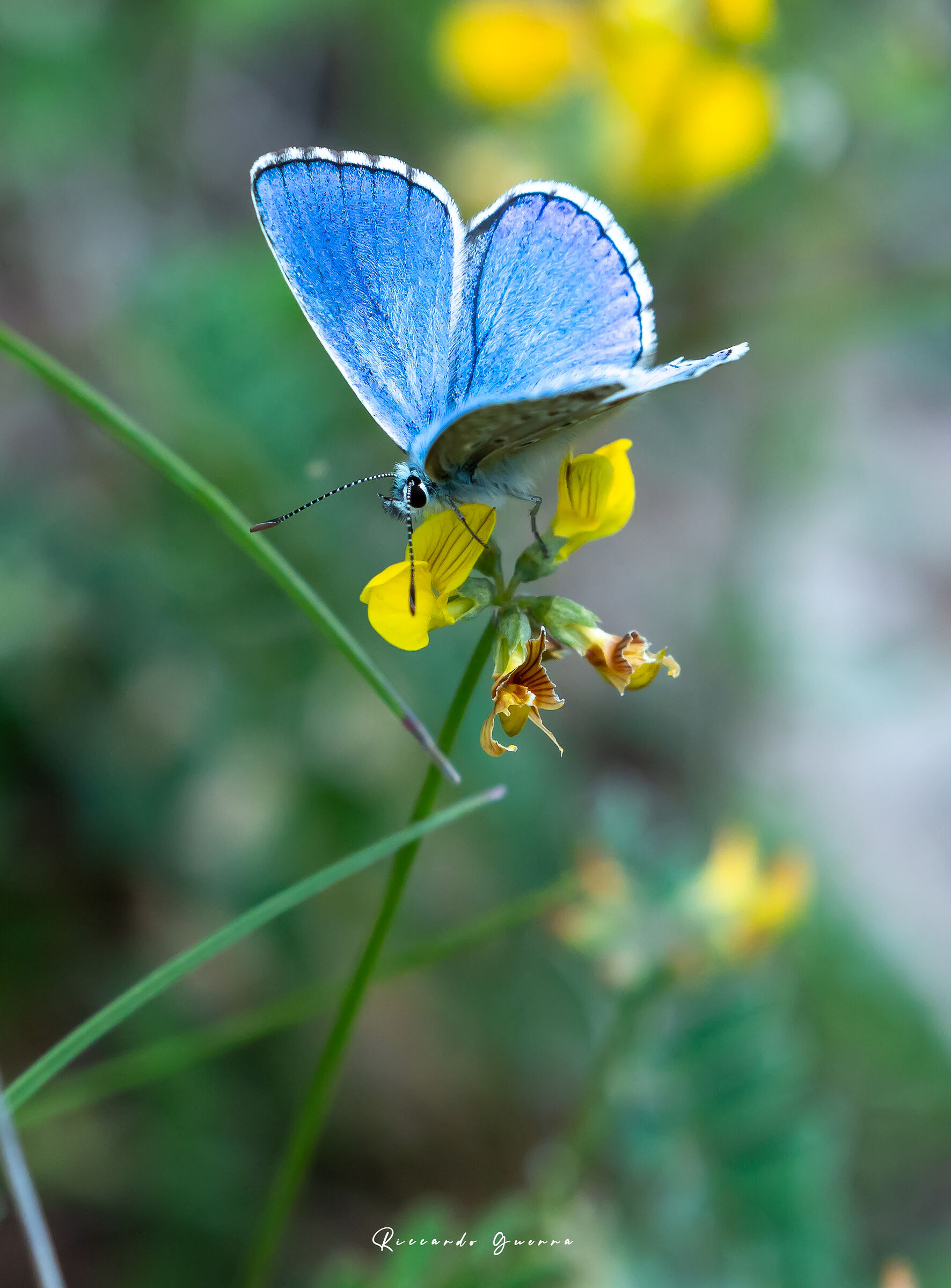 Polyommatus Icarus