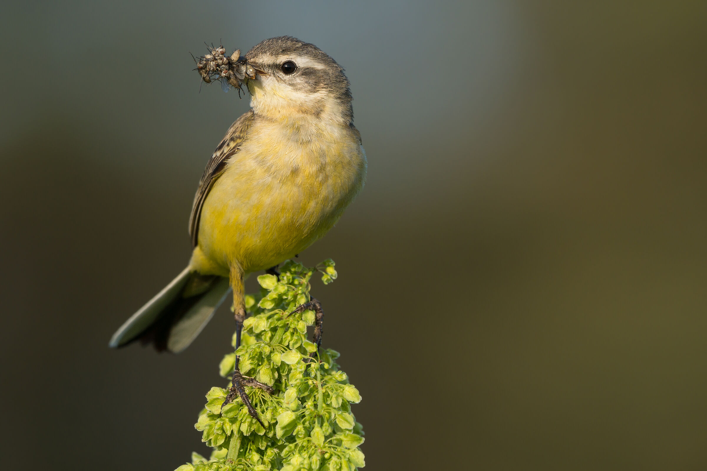 Wagtail giallo occidentale (Motacilla flava)