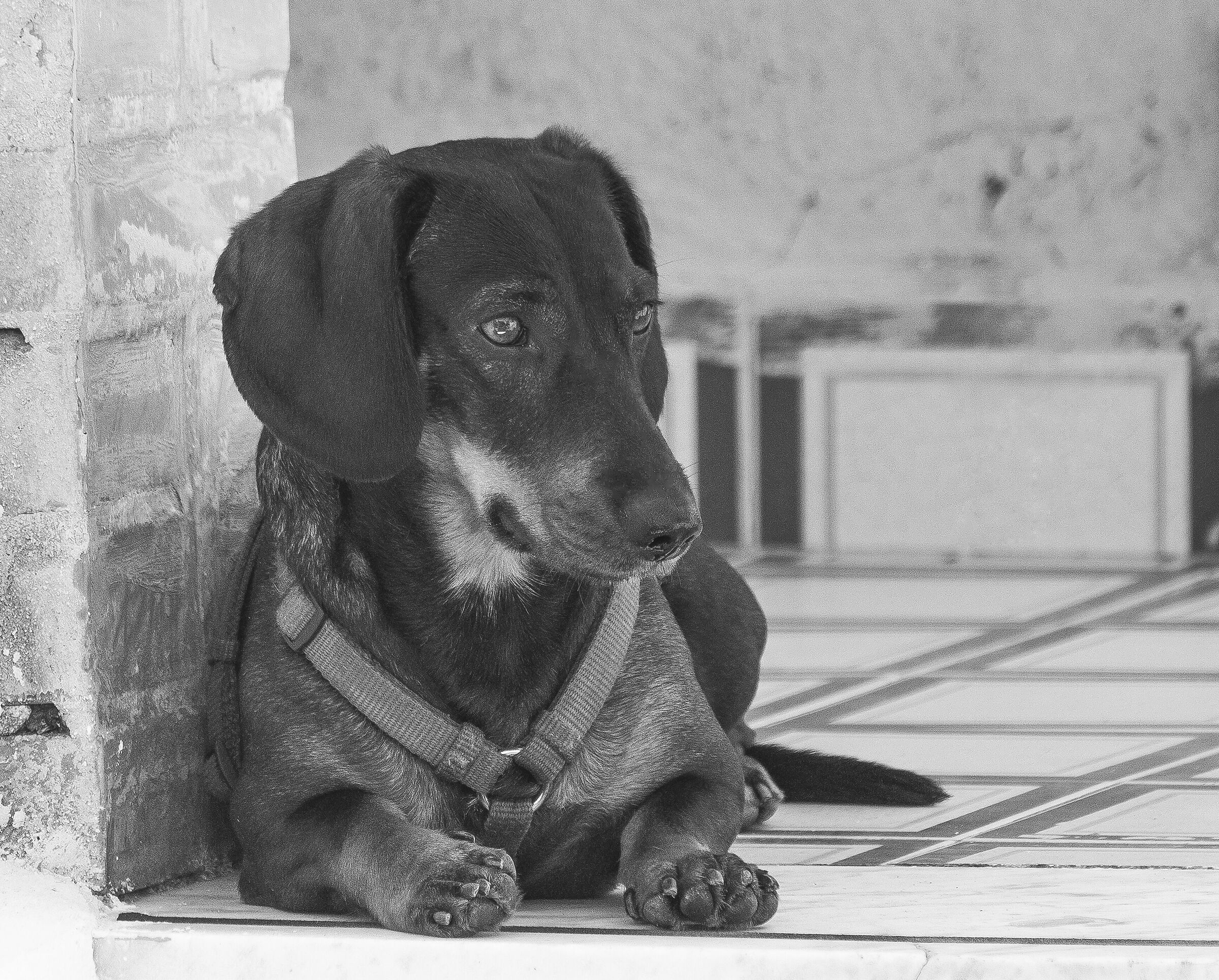 The policeman... Toby the dachshund.....