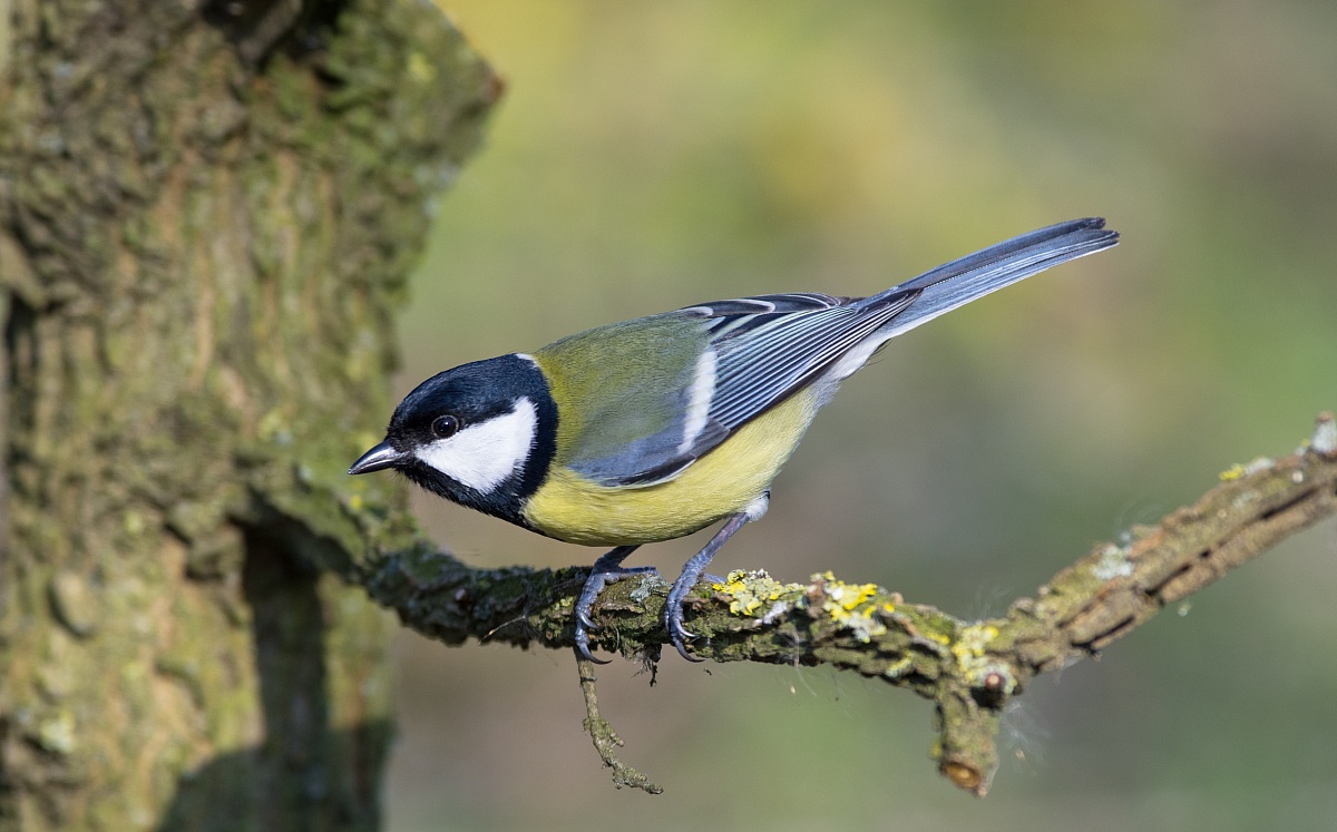 Blue Tit