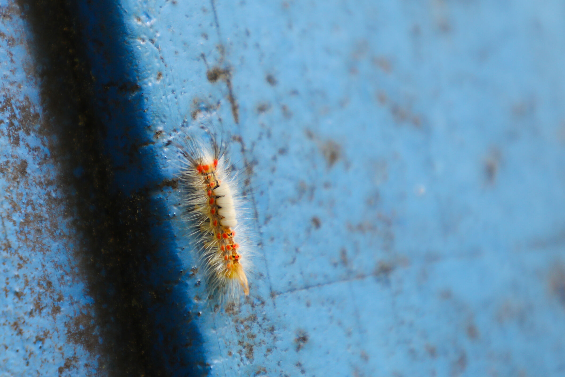 The Ark of Orgyia Antiqua