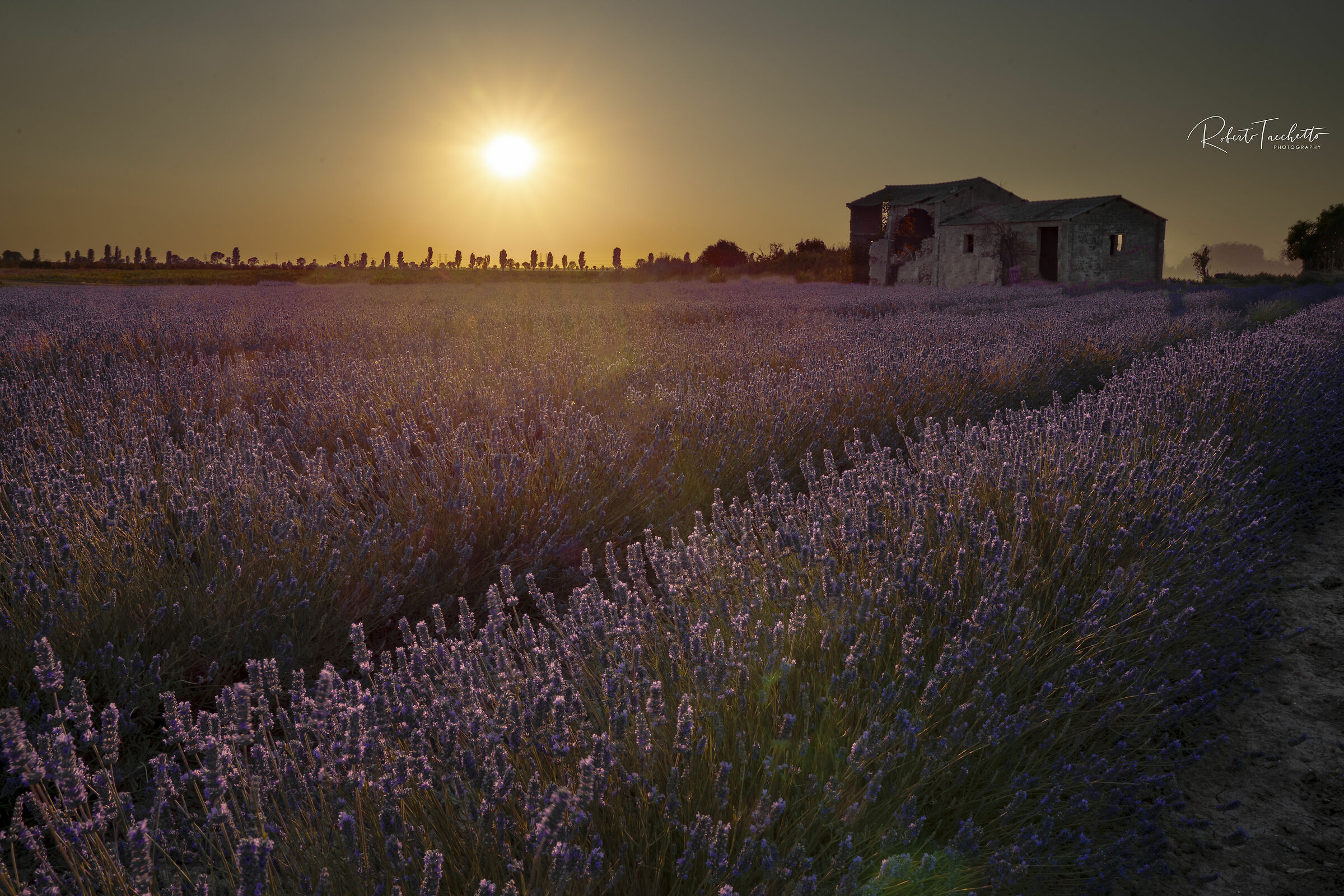 Sunset on lavender